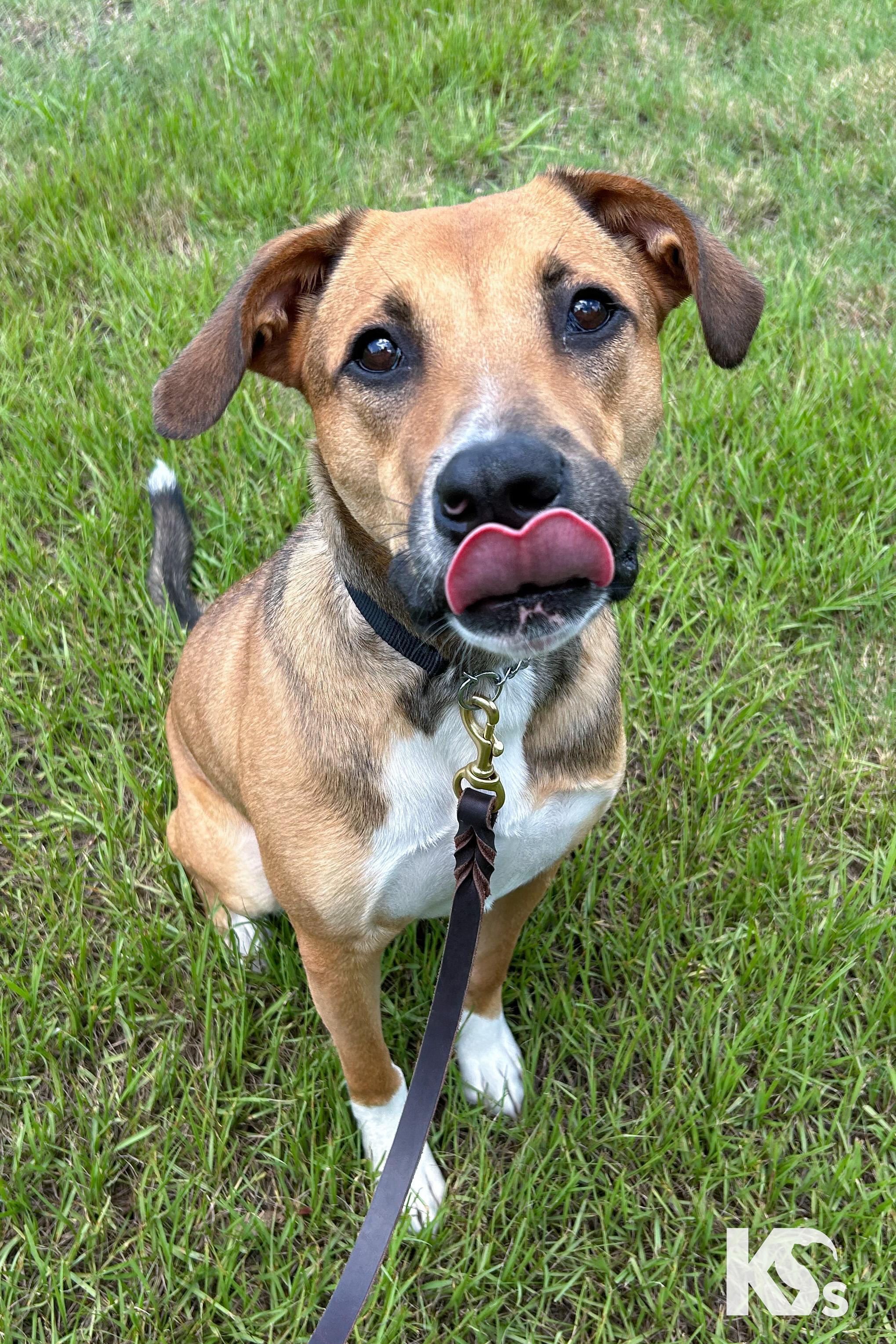 Ranger, a ADOPTABLE mixed breed in Ponte Vedra, FL image 3/3