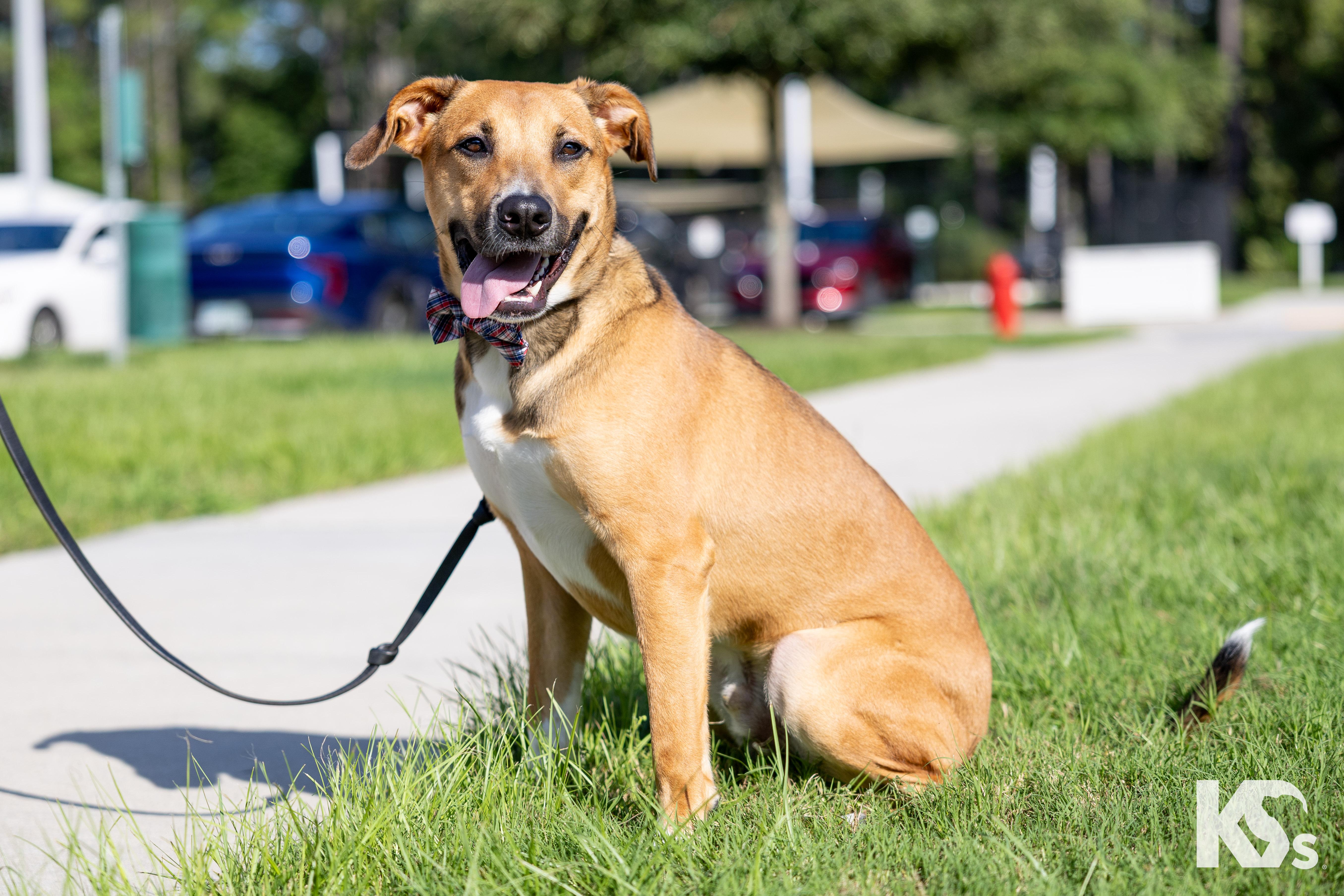 Ranger, a ADOPTABLE mixed breed in Ponte Vedra, FL image 2/3