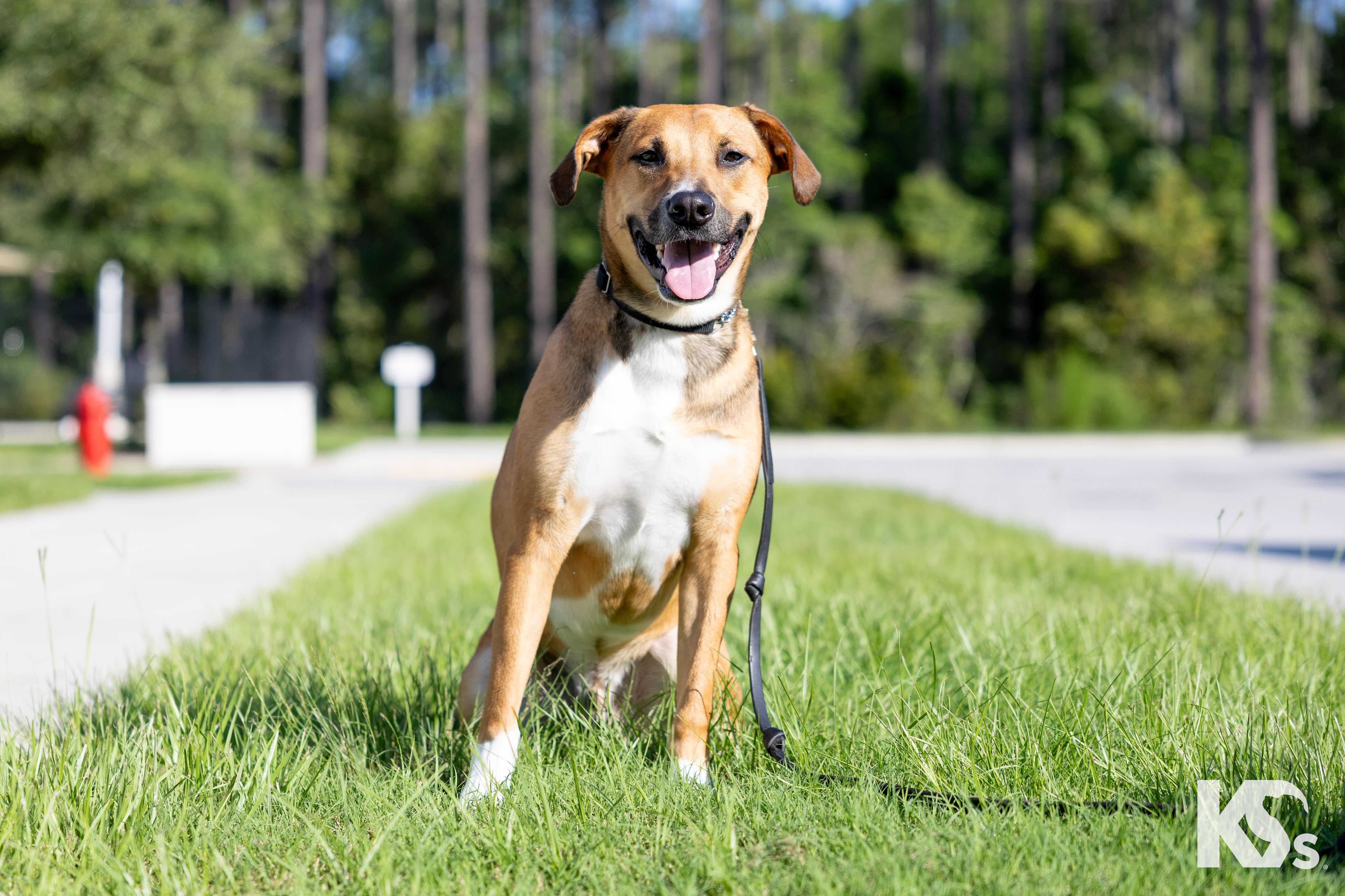 Ranger, a ADOPTABLE mixed breed in Ponte Vedra, FL image 1/3