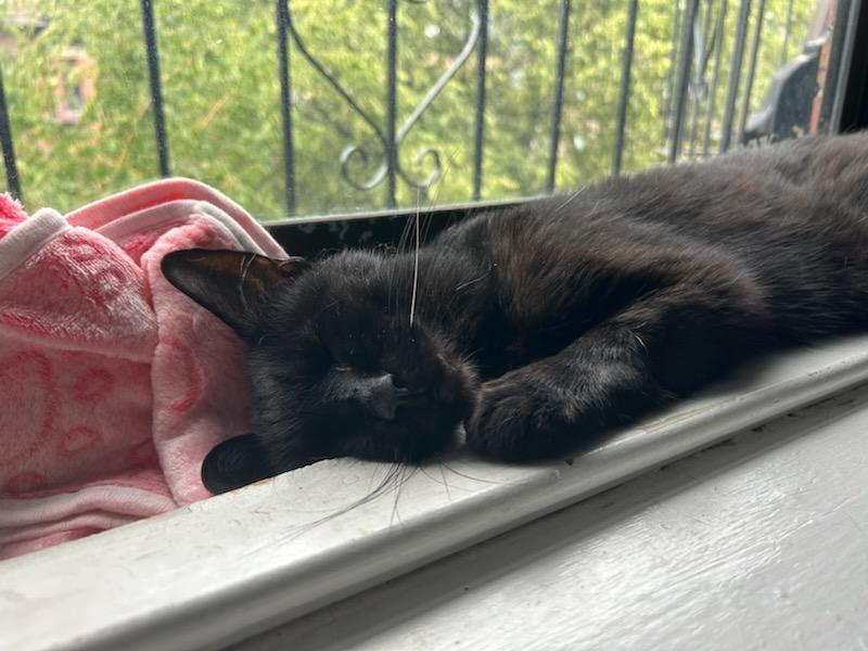 Enlarge Ralph, a ADOPTABLE Domestic Short Hair in Melrose, MA image 2/6