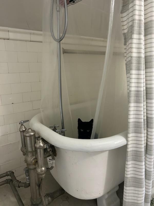 Enlarge Ralph, a ADOPTABLE Domestic Short Hair in Melrose, MA image 3/6