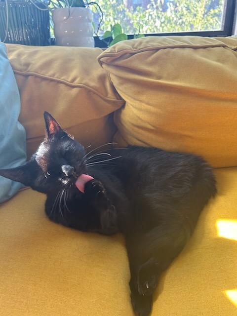 Enlarge Ralph, a ADOPTABLE Domestic Short Hair in Melrose, MA image 4/6