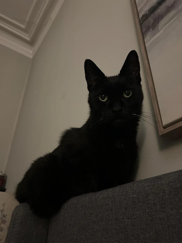 Enlarge Ralph, a ADOPTABLE Domestic Short Hair in Melrose, MA image 5/6