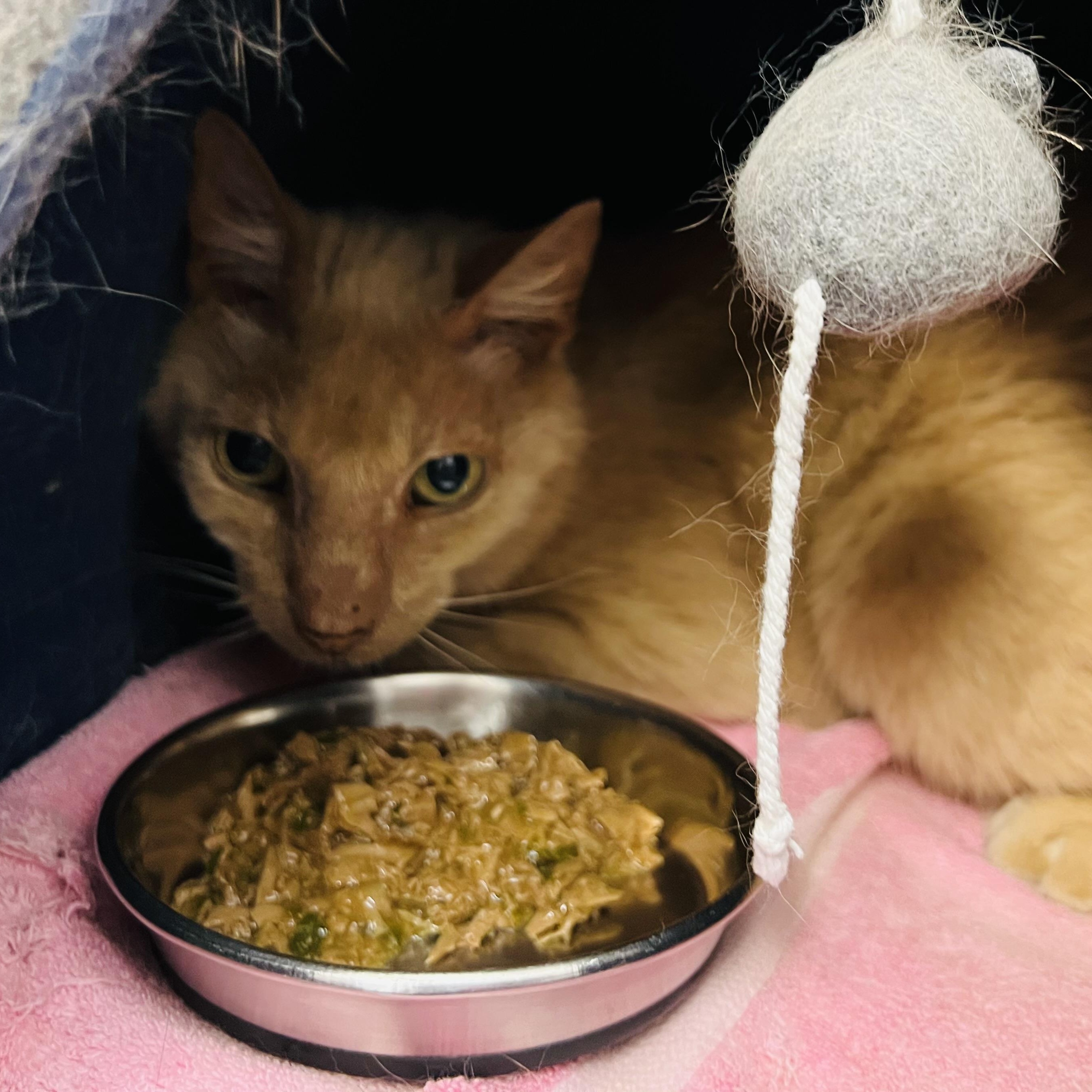 Enlarge Stray kitty found in Dover, a Adoptable Domestic Short Hair in Medfield, MA image 2/2