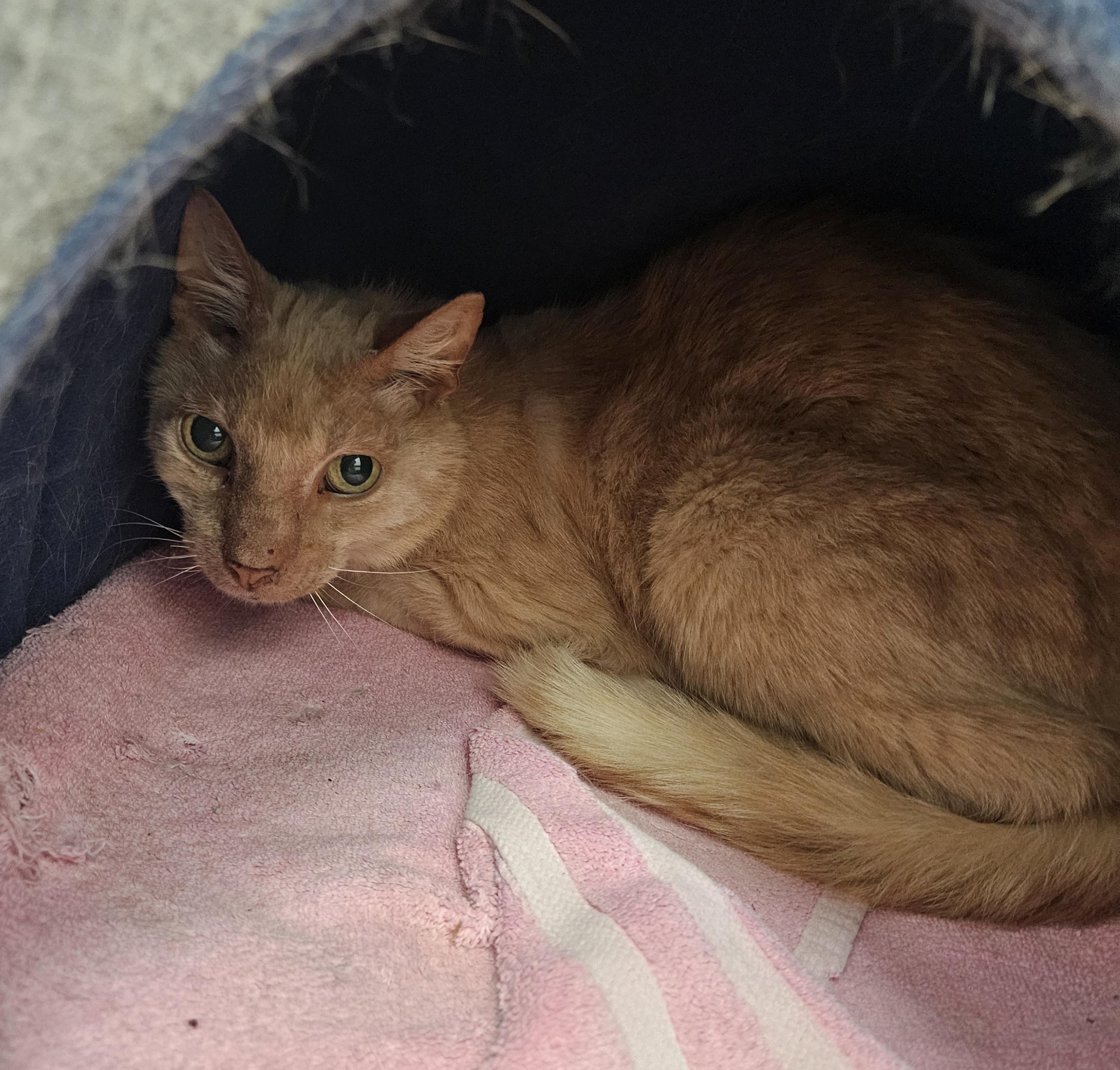 Enlarge Stray kitty found in Dover, a Adoptable Domestic Short Hair in Medfield, MA image 1/2