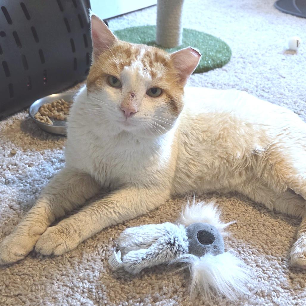 Mr. Man, Adoptable, Adult Male Domestic Short Hair.