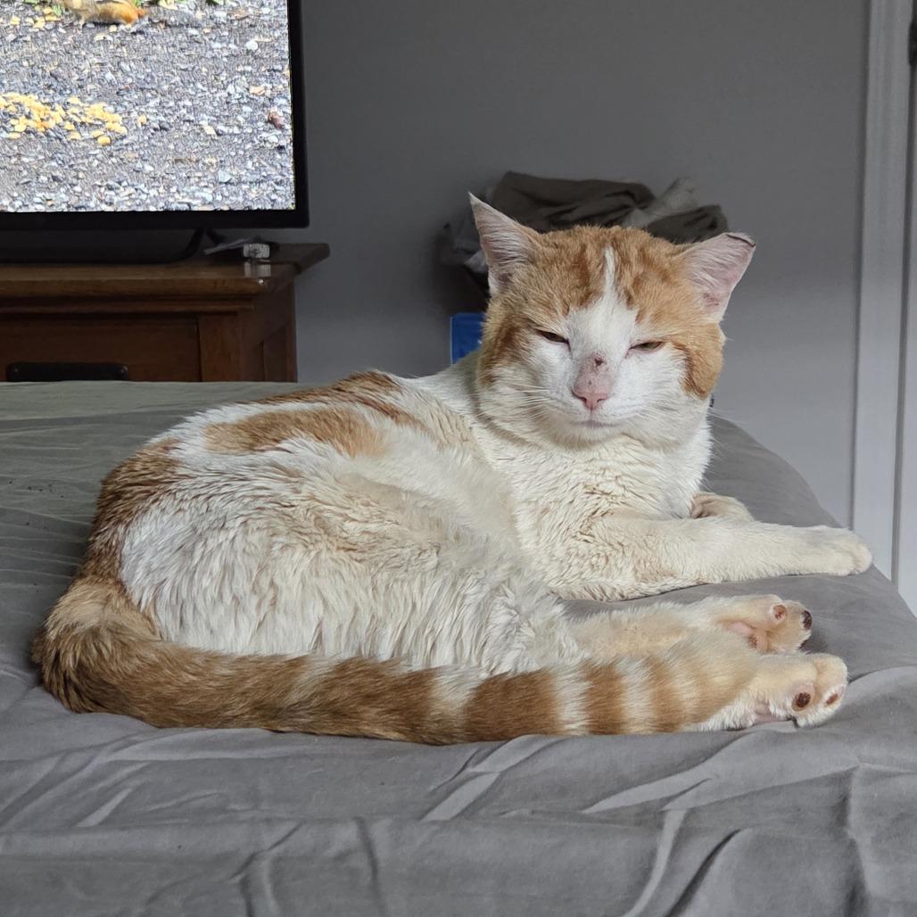 Enlarge Mr. Man, a Adoptable Domestic Short Hair in Huntsville, AL image 2/4