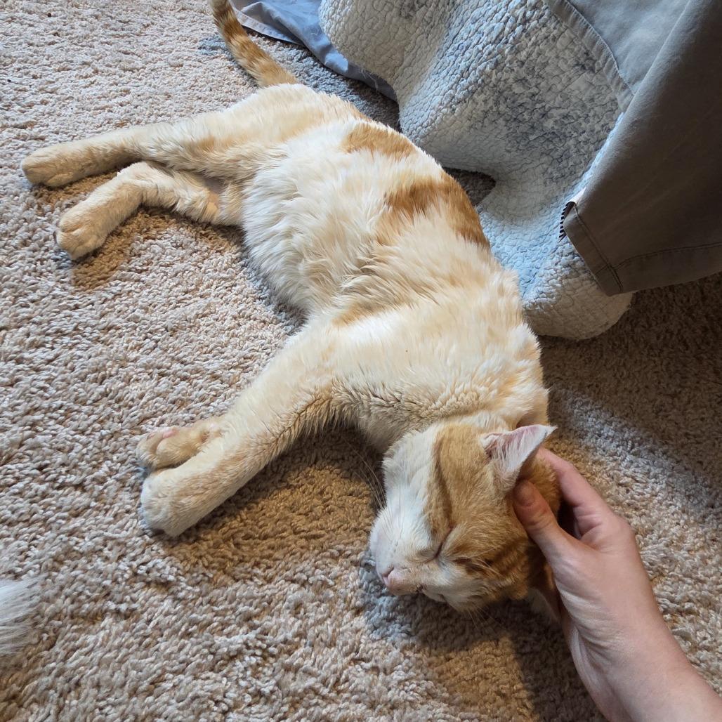 Enlarge Mr. Man, a Adoptable Domestic Short Hair in Huntsville, AL image 3/4