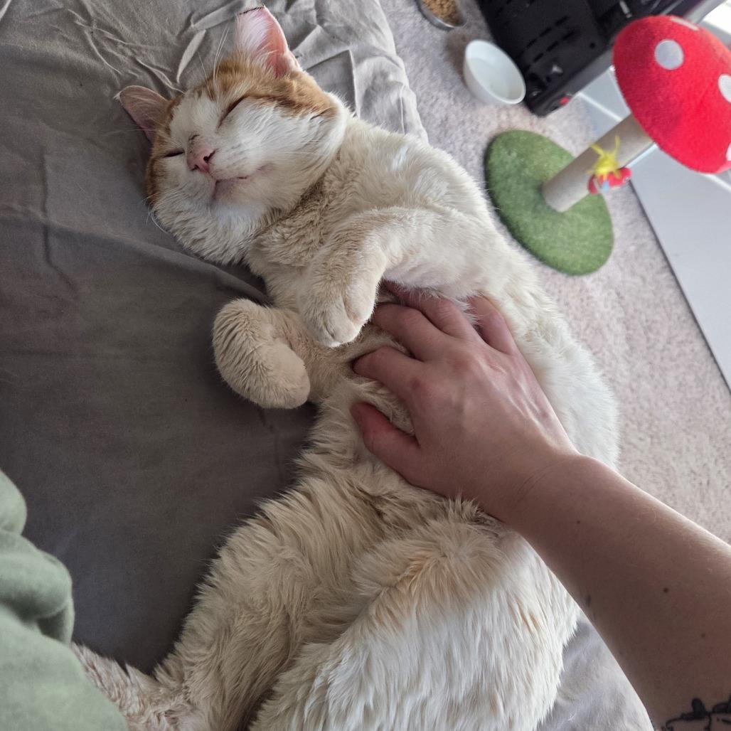 Enlarge Mr. Man, a Adoptable Domestic Short Hair in Huntsville, AL image 4/4