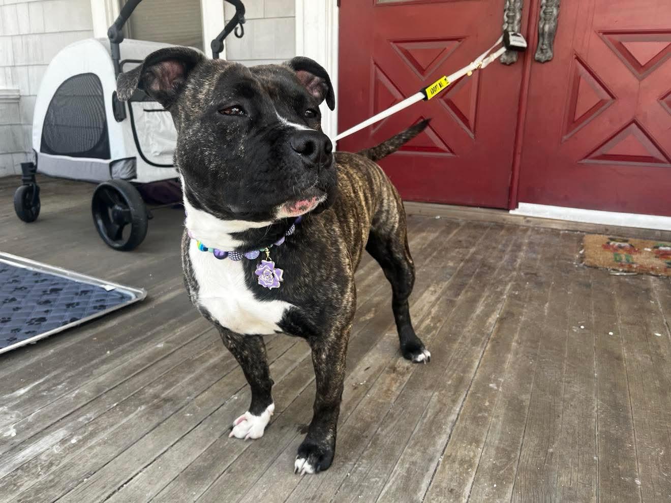 Enlarge Chessie, a Adoptable Pit Bull Terrier in Jackson , NJ image 2/5