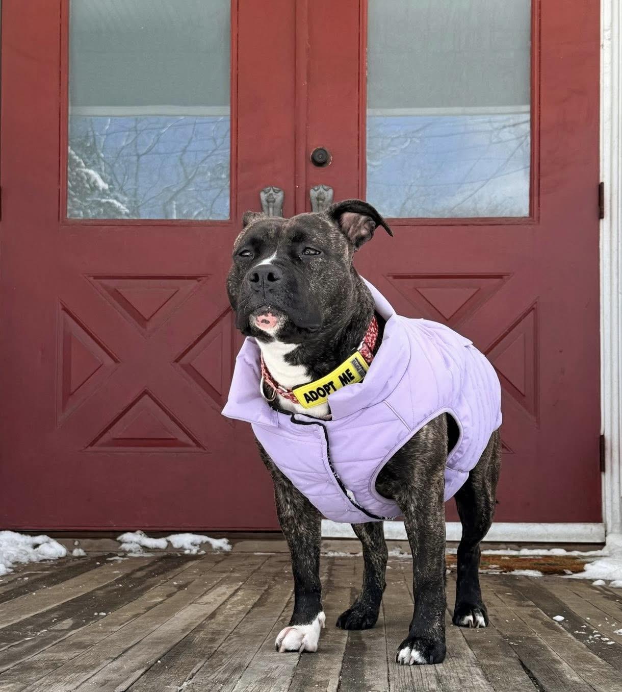 Enlarge Chessie, a Adoptable mixed breed in Jackson , NJ image 1/6