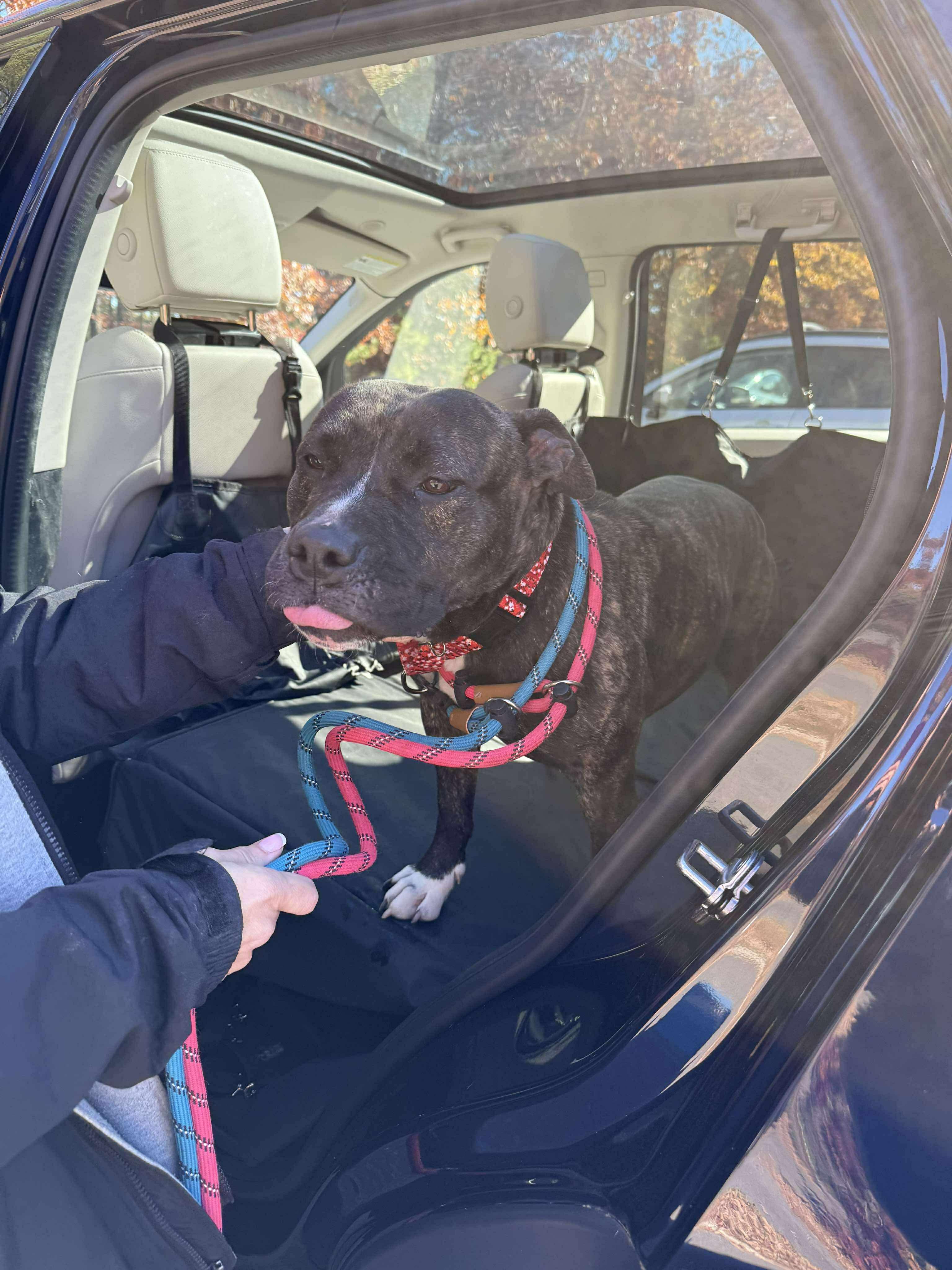 Chessie, Adoptable, Young Female Pit Bull Terrier.