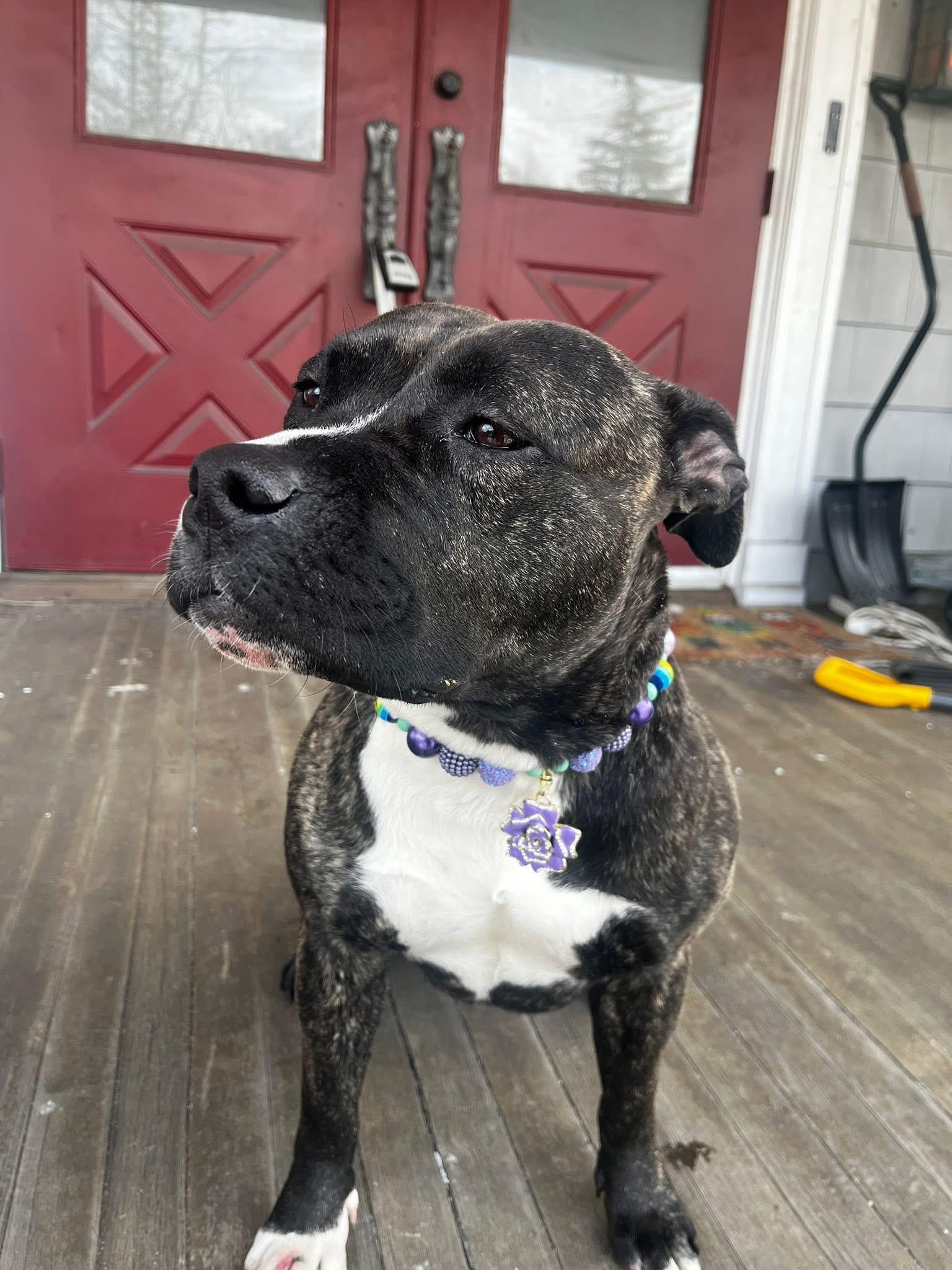 Enlarge Chessie, a Adoptable mixed breed in Jackson , NJ image 3/6