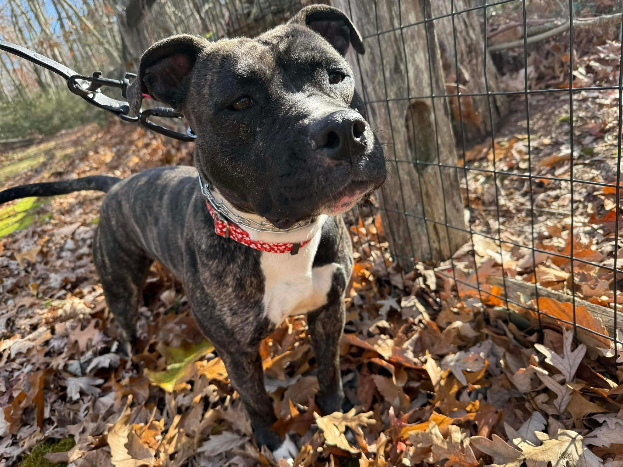 Chessie, Adoptable, Young Female Pit Bull Terrier.