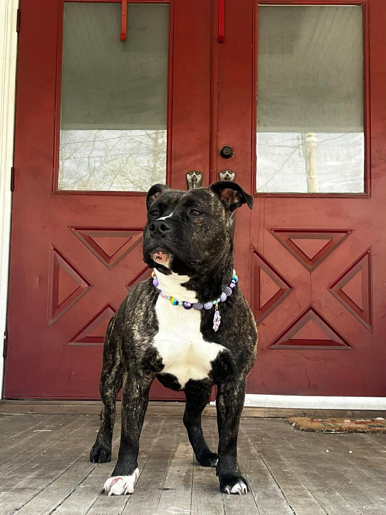Enlarge Chessie, a Adoptable Pit Bull Terrier in Jackson , NJ image 1/5