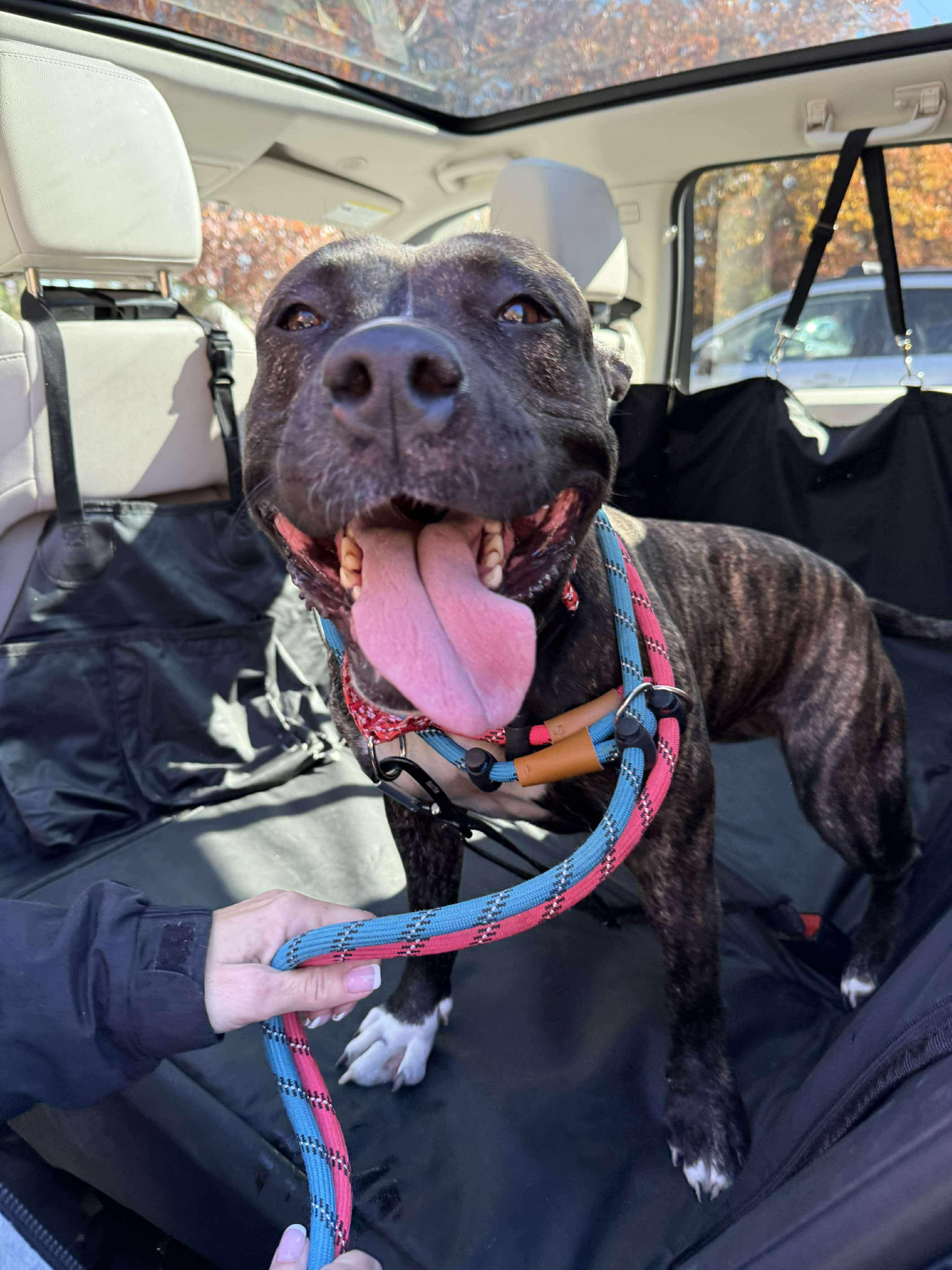 Chessie, a Adoptable Pit Bull Terrier in Jackson , NJ image 3/3