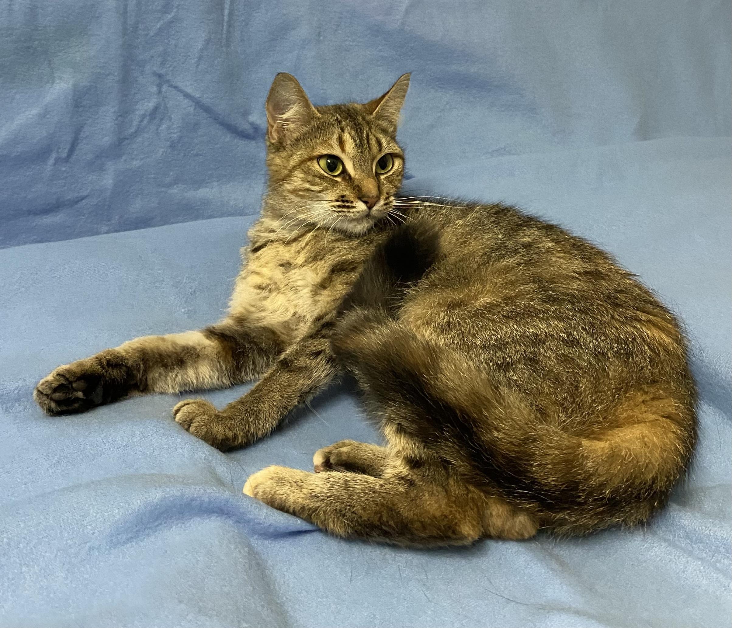 Enlarge Bobbi, a Adoptable Tabby in Stanstead, QC image 2/6