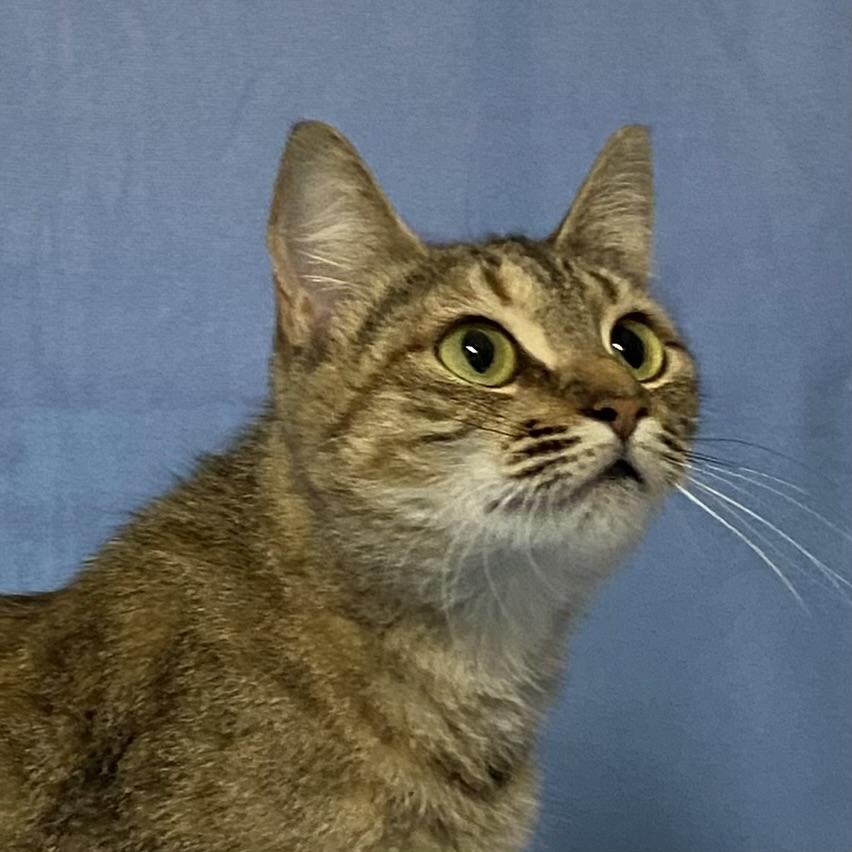 Bobbi, Adoptable, Young Female Tabby.