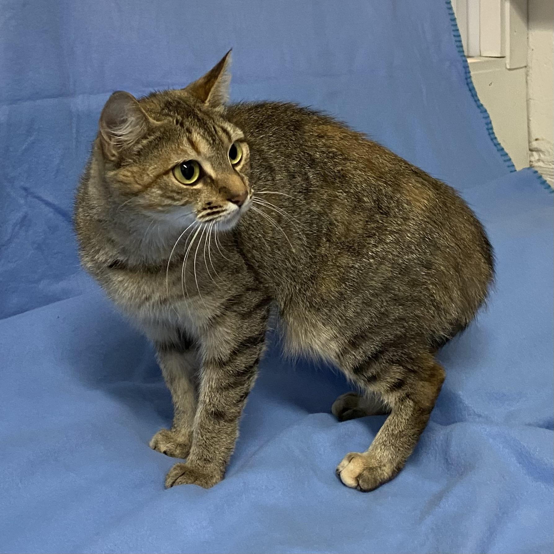 Enlarge Bobbi, a Adoptable Tabby in Stanstead, QC image 4/6