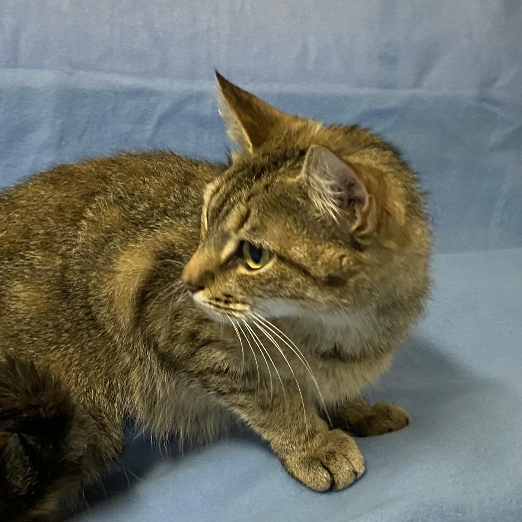 Enlarge Bobbi, a Adoptable Tabby in Stanstead, QC image 3/6