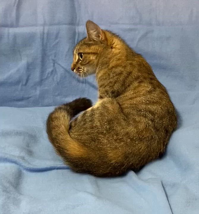 Enlarge Bobbi, a Adoptable Tabby in Stanstead, QC video 6/6