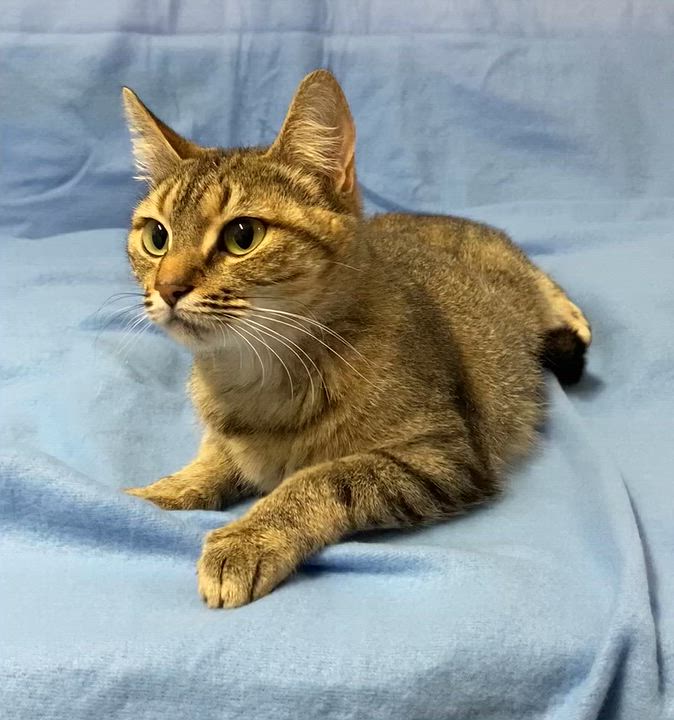 Enlarge Bobbi, a Adoptable Tabby in Stanstead, QC video 5/6