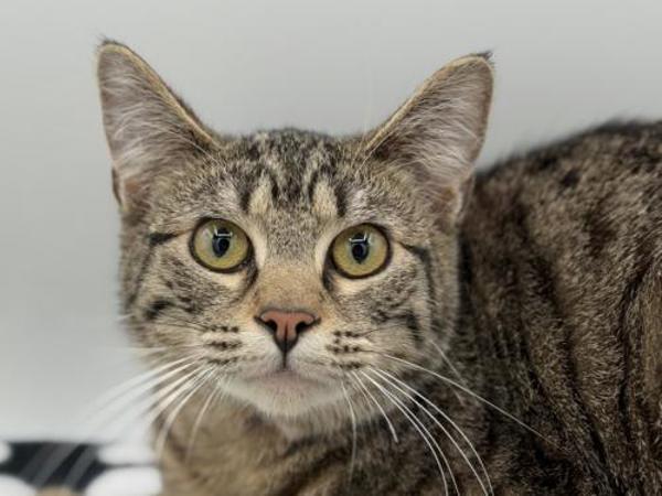 Almond Milk, Adoptable, Young Female Domestic Short Hair.