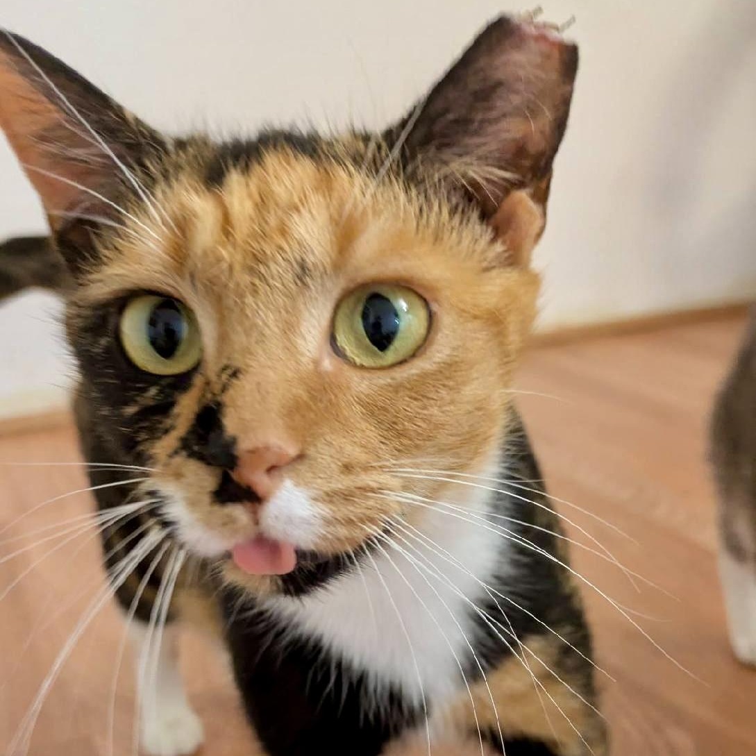 Enlarge Snow Day, a Adoptable Domestic Short Hair in Richmond, VA image 2/6