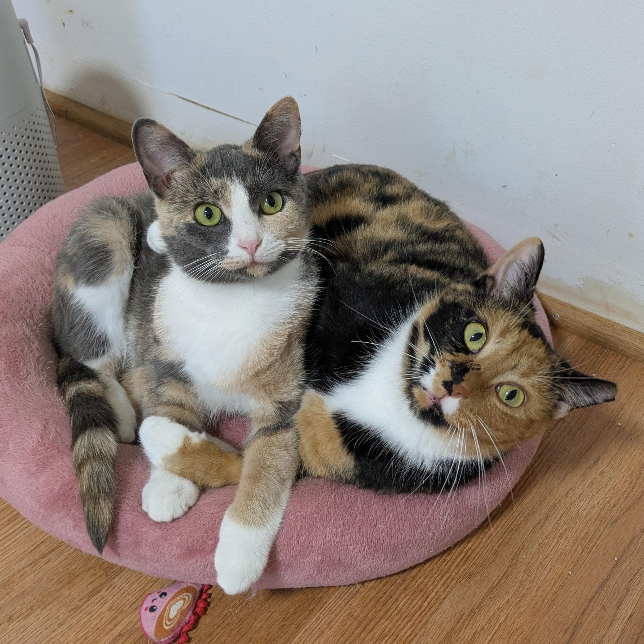 Snow Day, Adoptable, Young Female Domestic Short Hair.