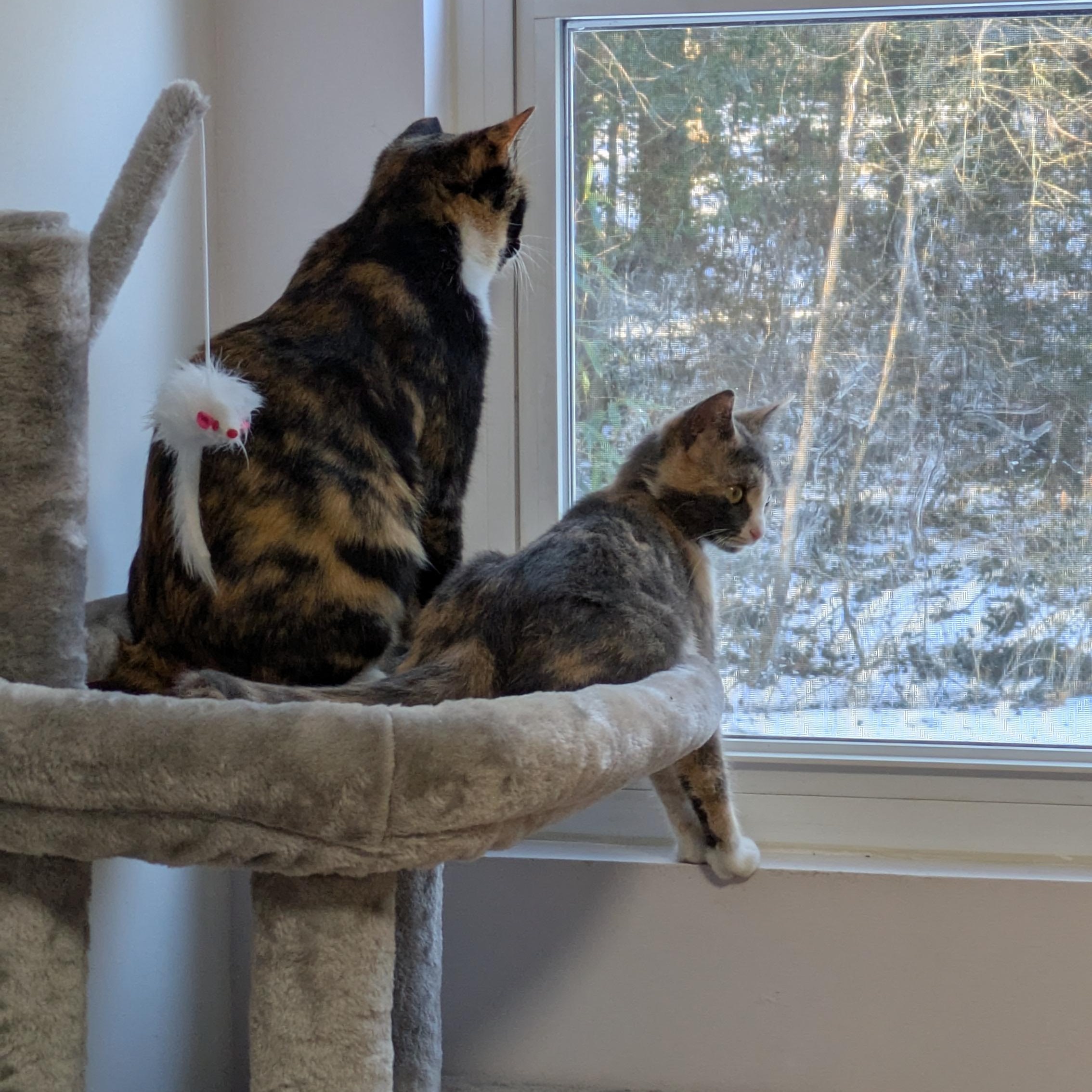 Enlarge Snow Day, a Adoptable Domestic Short Hair in Richmond, VA image 4/6