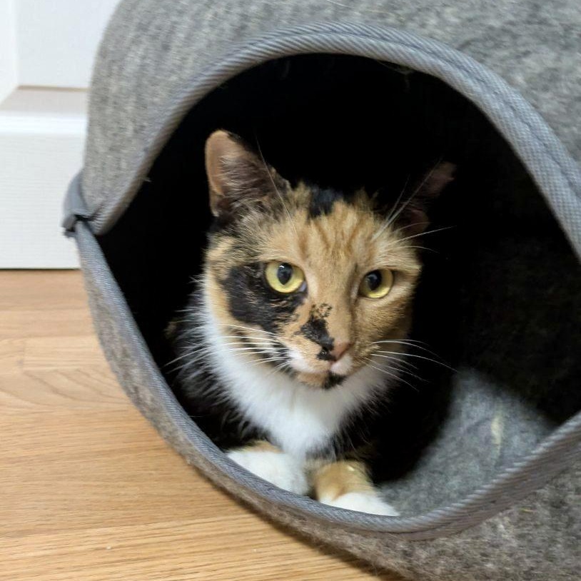 Enlarge Snow Day, a Adoptable Domestic Short Hair in Richmond, VA image 3/6