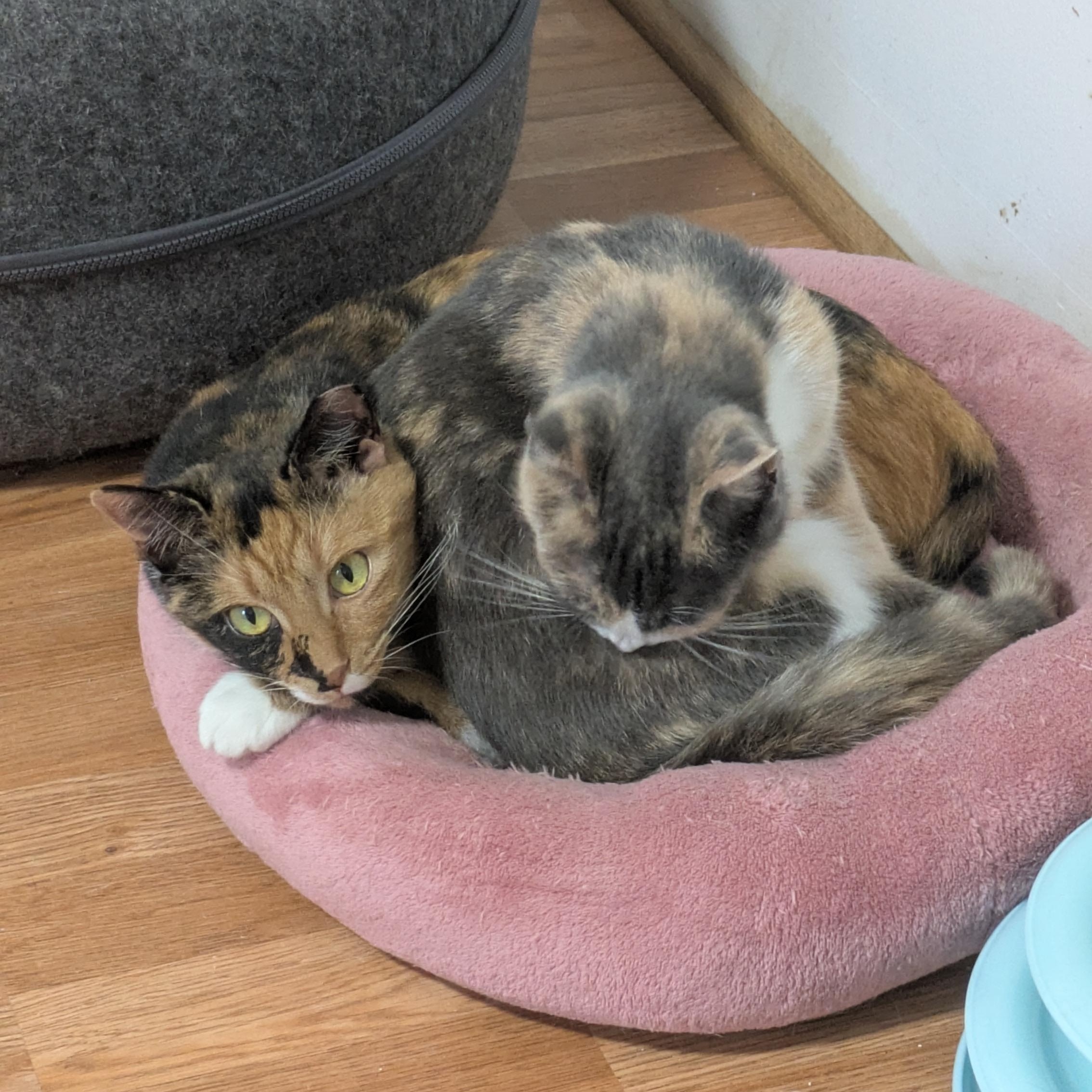 Enlarge Snow Day, a Adoptable Domestic Short Hair in Richmond, VA image 5/6