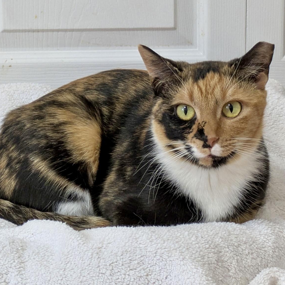 Enlarge Snow Day, a Adoptable Domestic Short Hair in Richmond, VA image 1/6