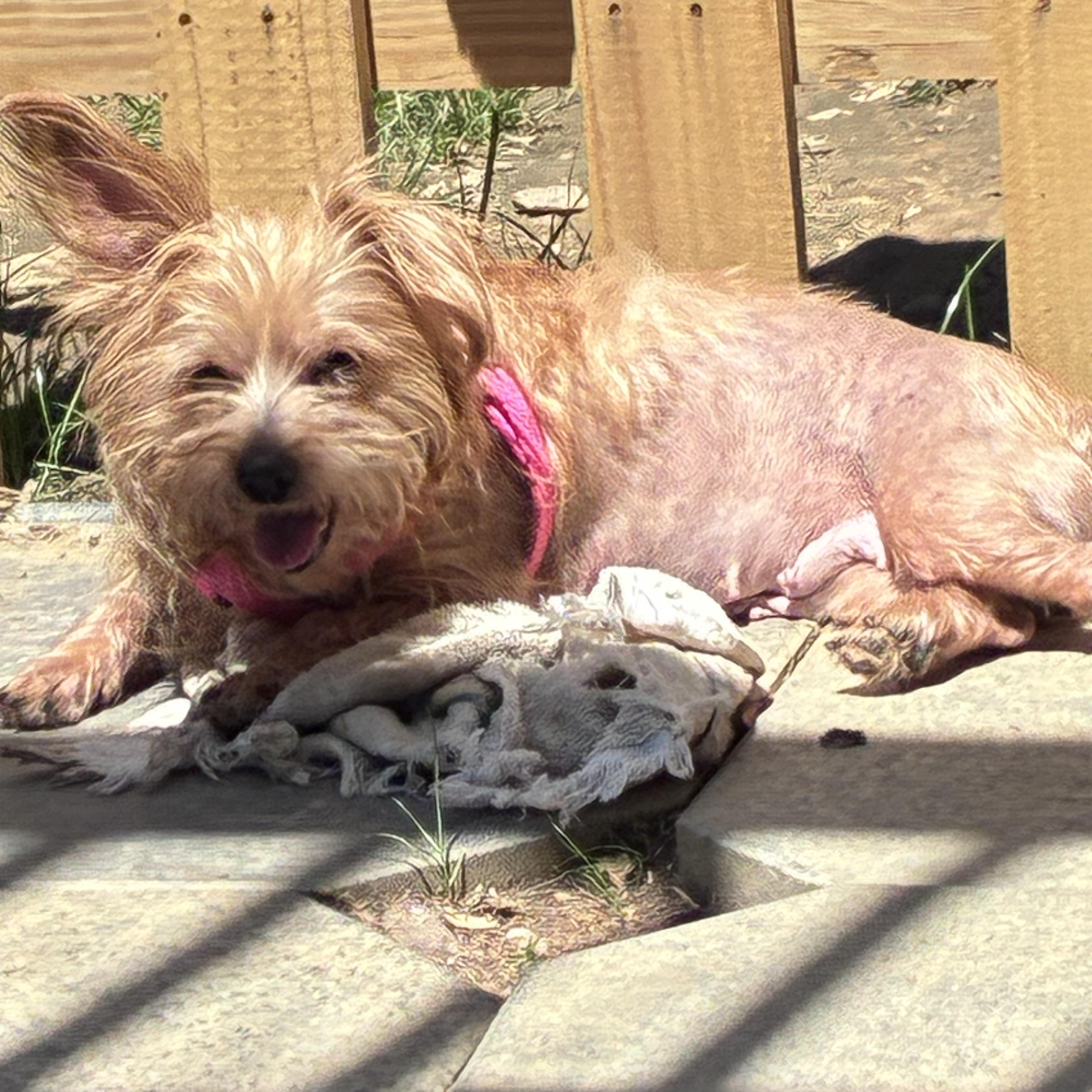 Chloe, a ADOPTABLE mixed breed in Lincoln University, PA image 1/3