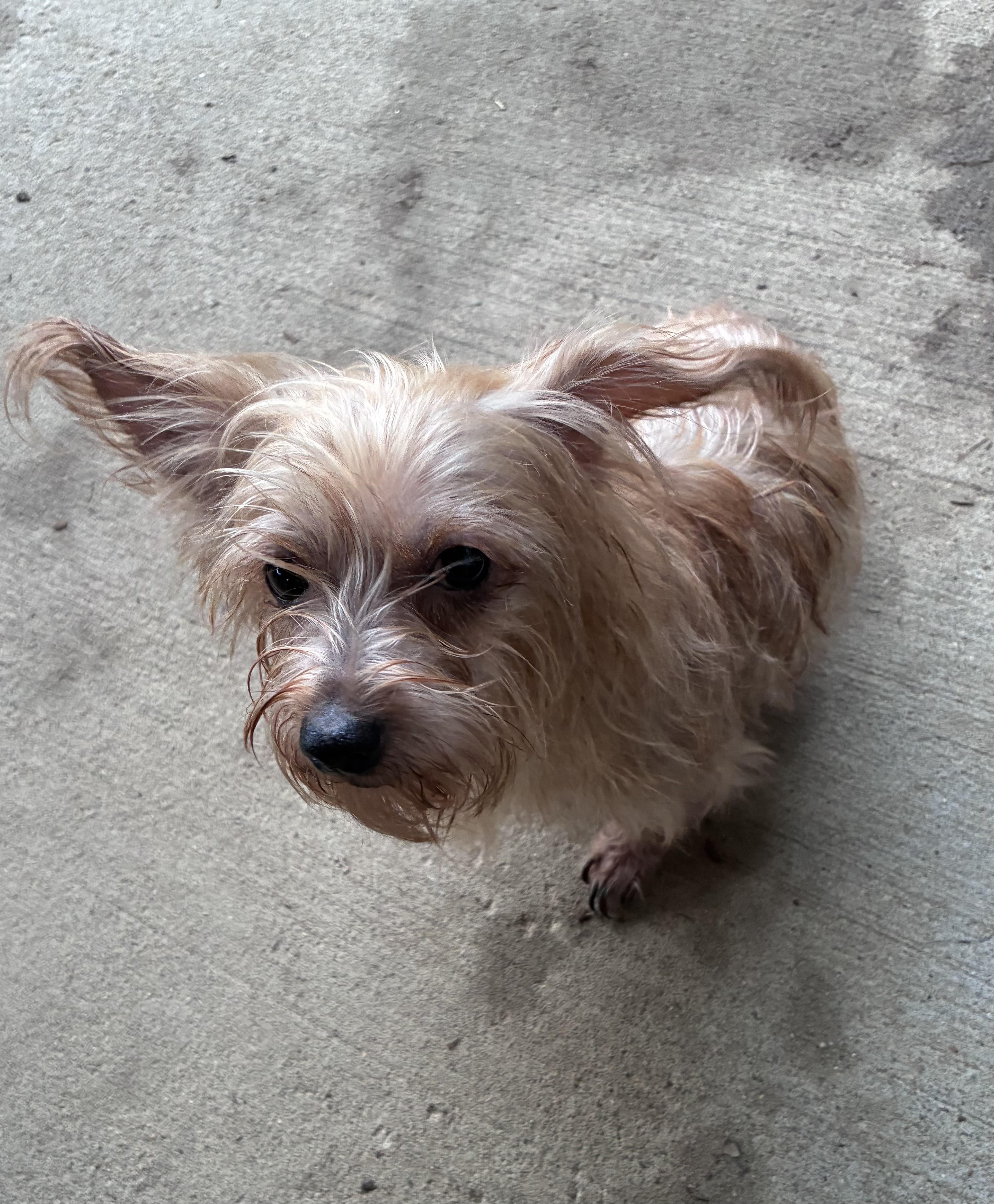 Chloe, a ADOPTABLE mixed breed in Lincoln University, PA image 3/3