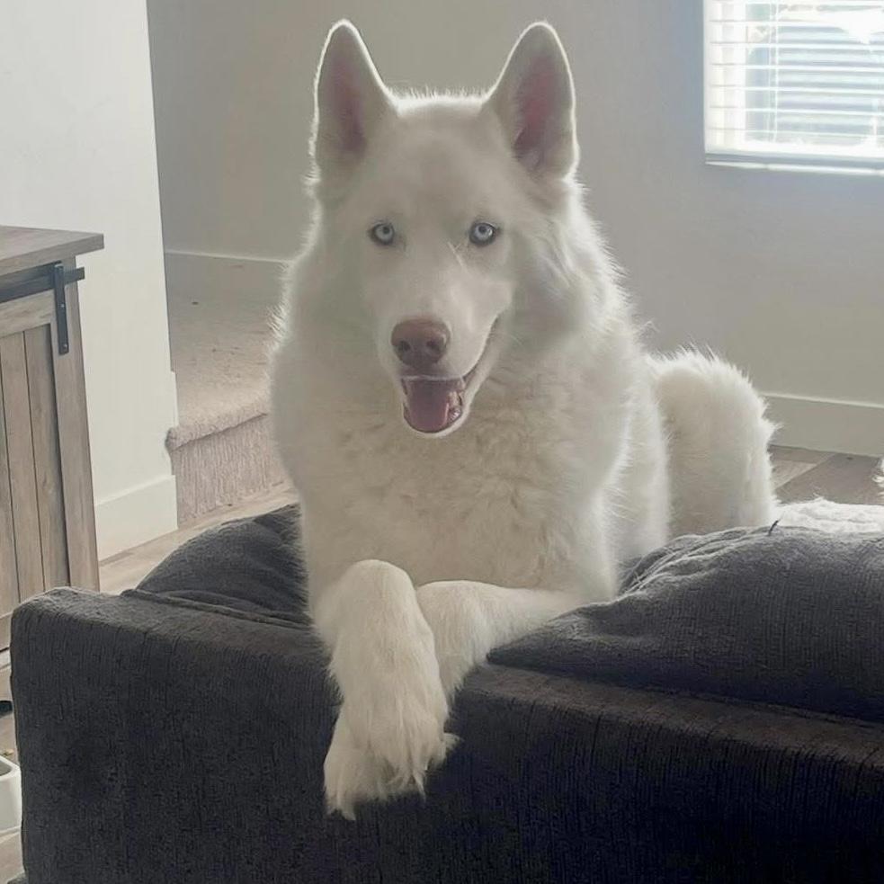 Luna, Adoptable, Adult Female Siberian Husky.