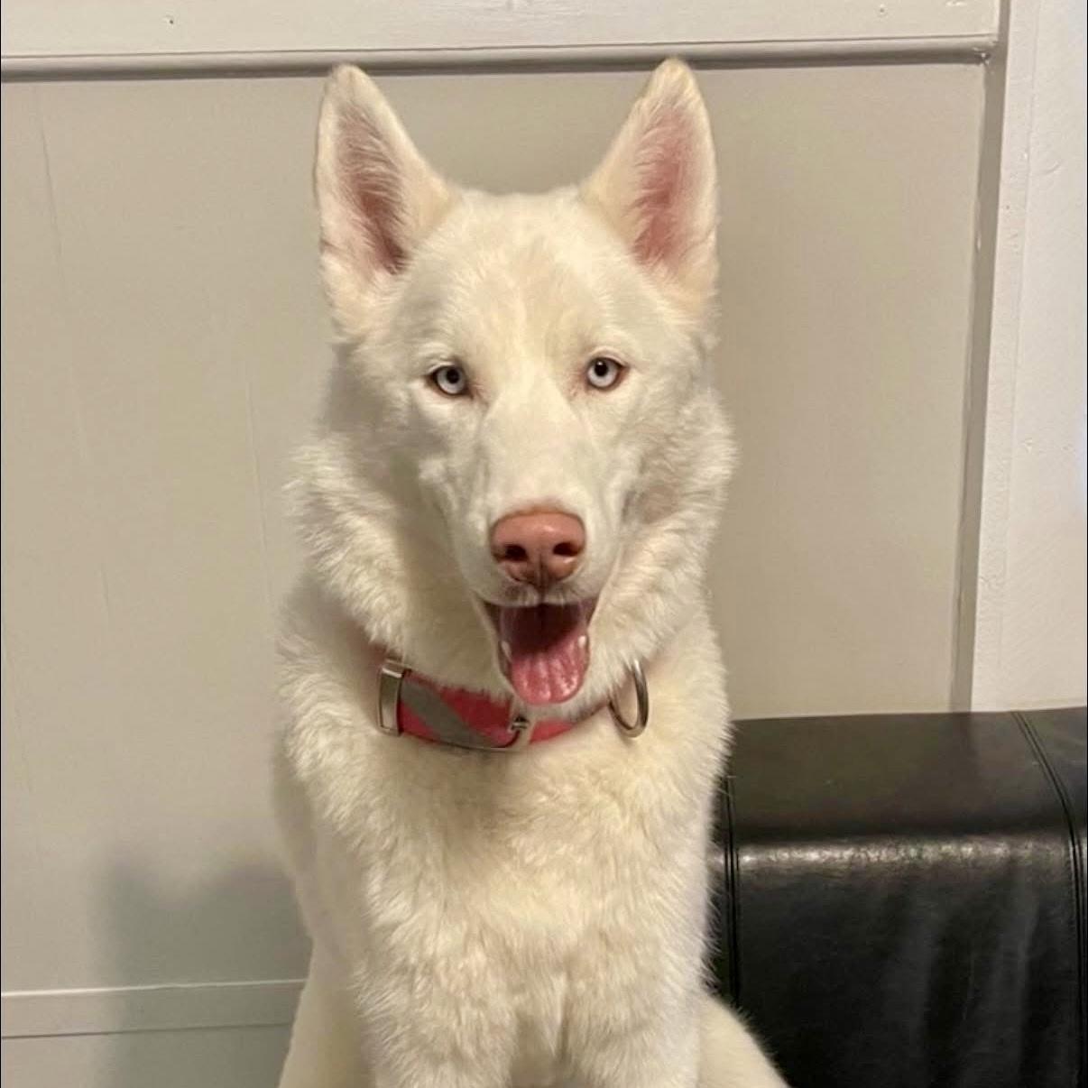 Enlarge Luna, a Adoptable Siberian Husky in Hurricane, UT image 3/3