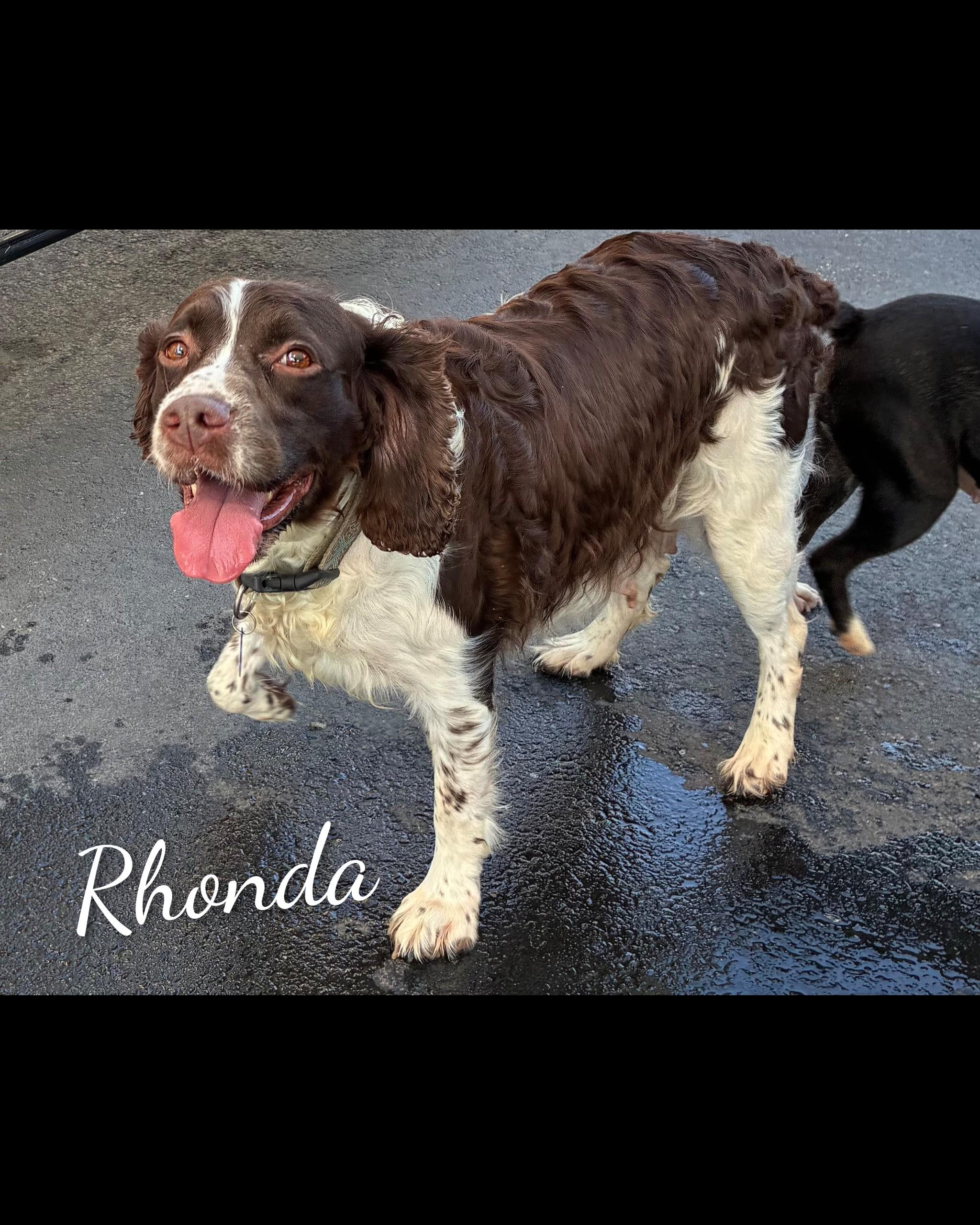 Rhonda, a Adoptable English Springer Spaniel in Fredericksburg, VA image 1/6