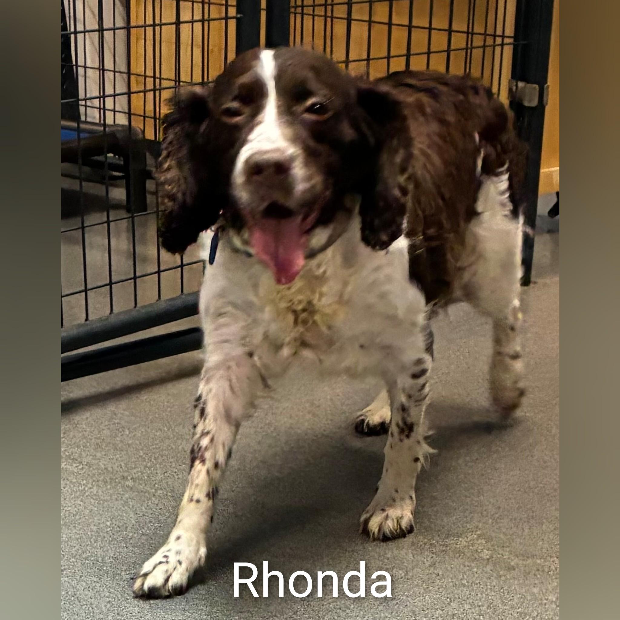 Rhonda, a Adoptable English Springer Spaniel in Fredericksburg, VA image 5/6
