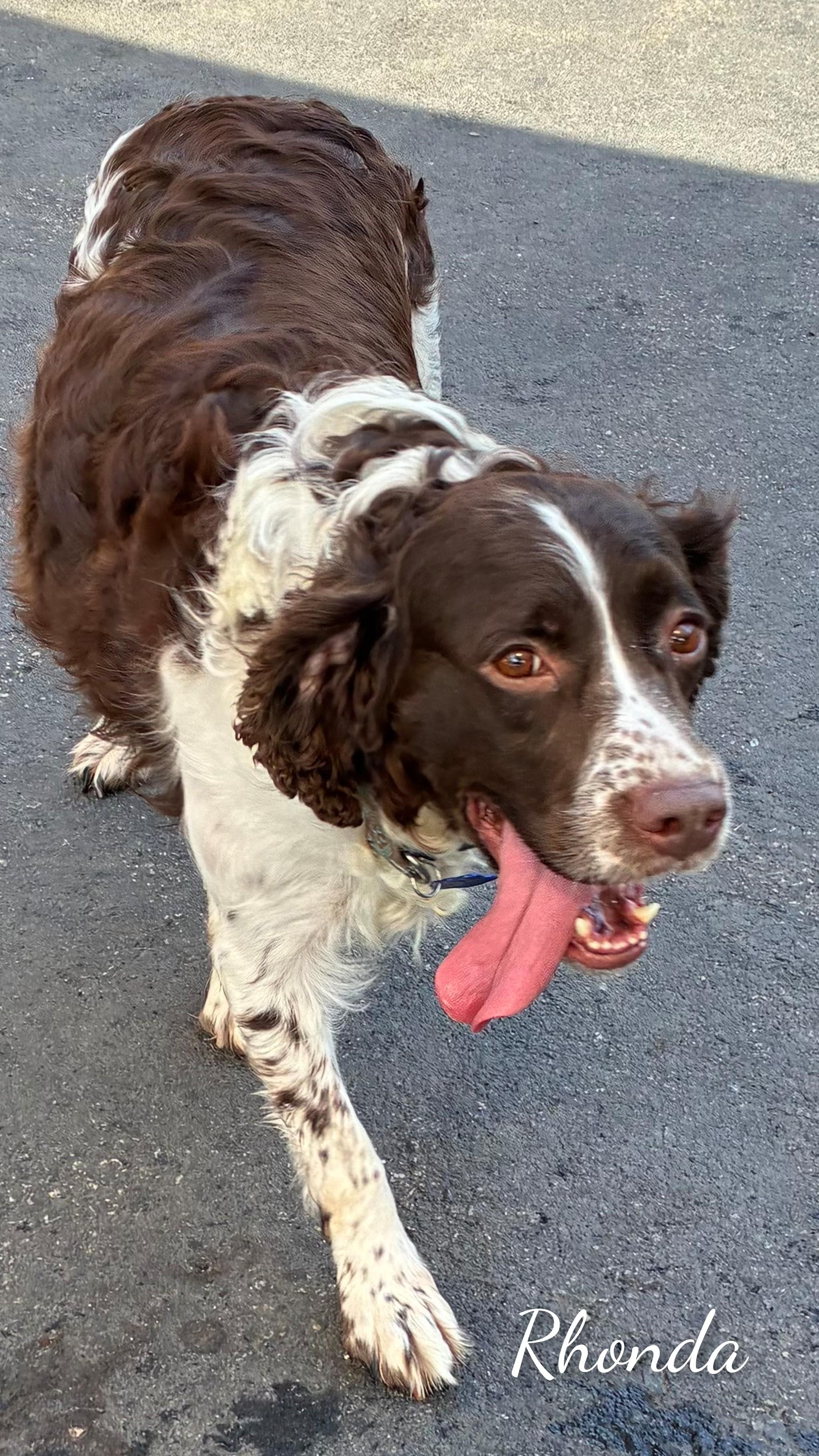 Rhonda, a Adoptable English Springer Spaniel in Fredericksburg, VA image 4/6