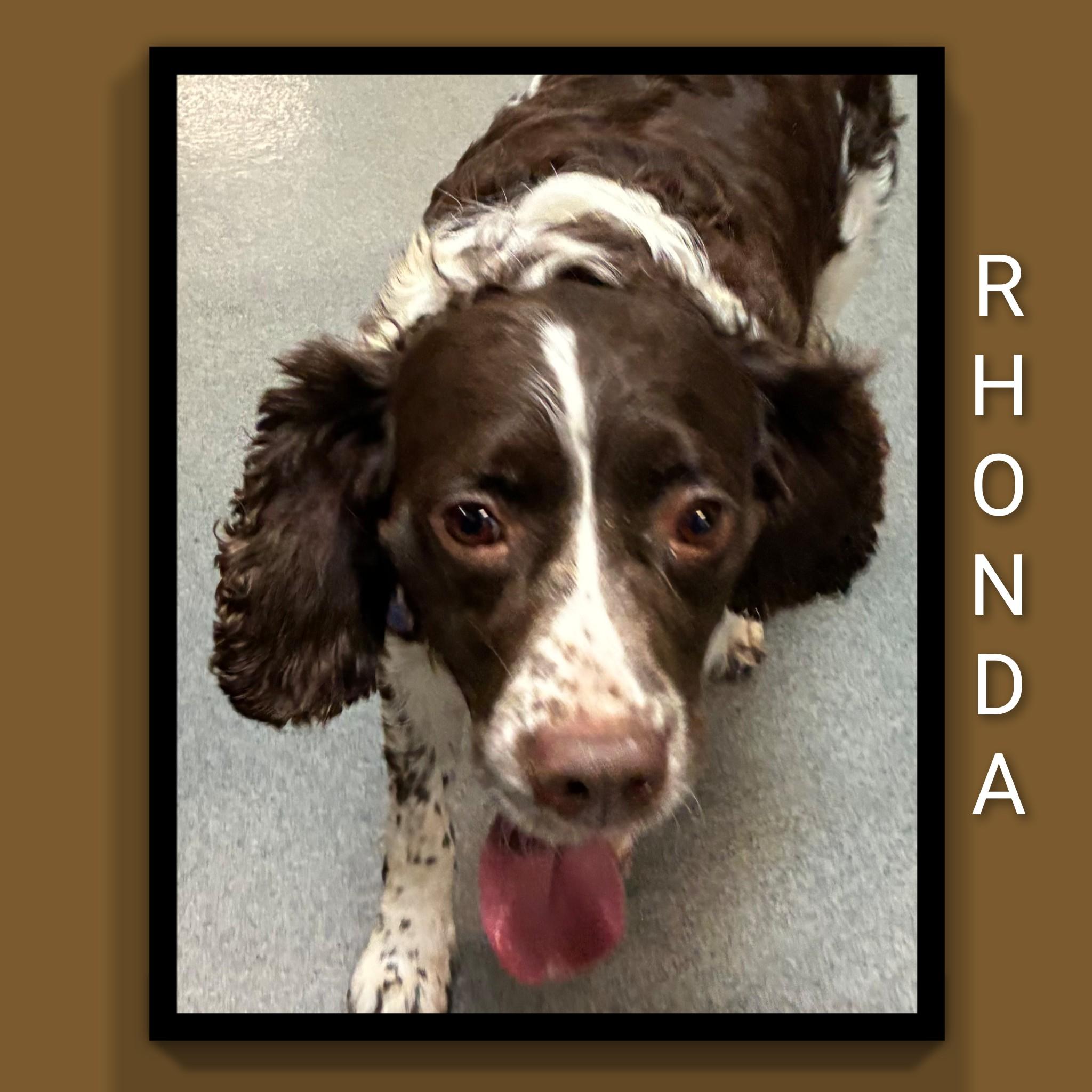 Rhonda, a Adoptable English Springer Spaniel in Fredericksburg, VA image 3/6