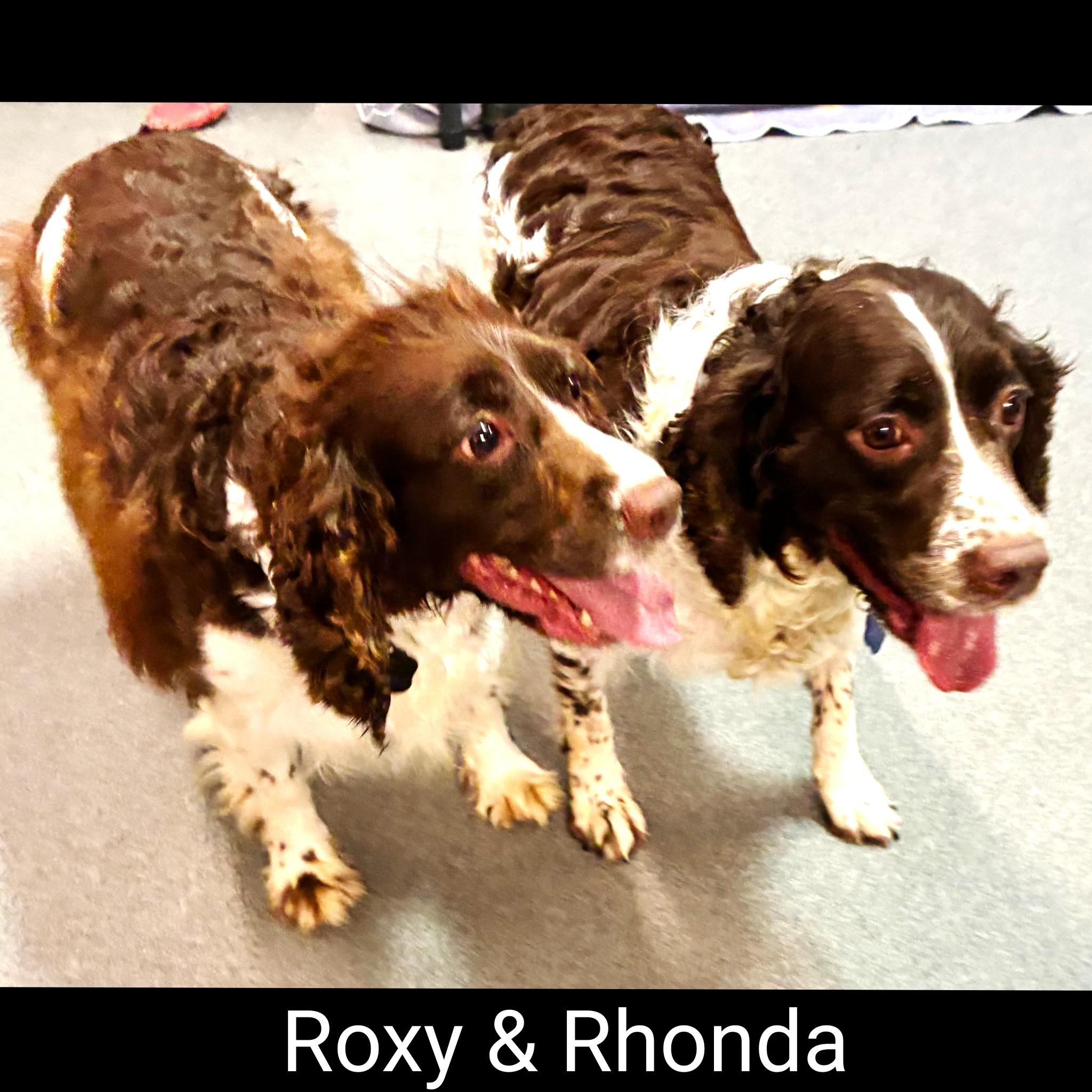 Rhonda, a Adoptable English Springer Spaniel in Fredericksburg, VA image 2/6
