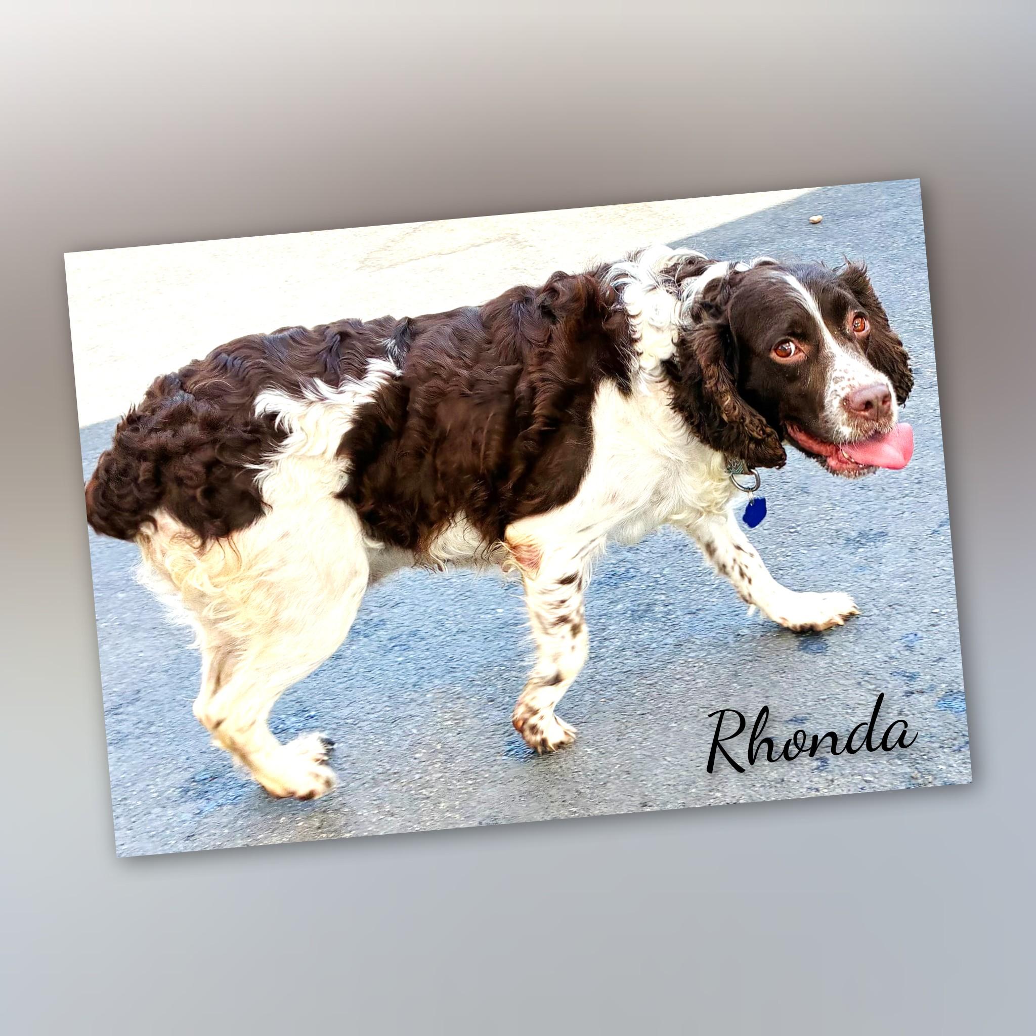 Rhonda, a Adoptable English Springer Spaniel in Fredericksburg, VA image 6/6