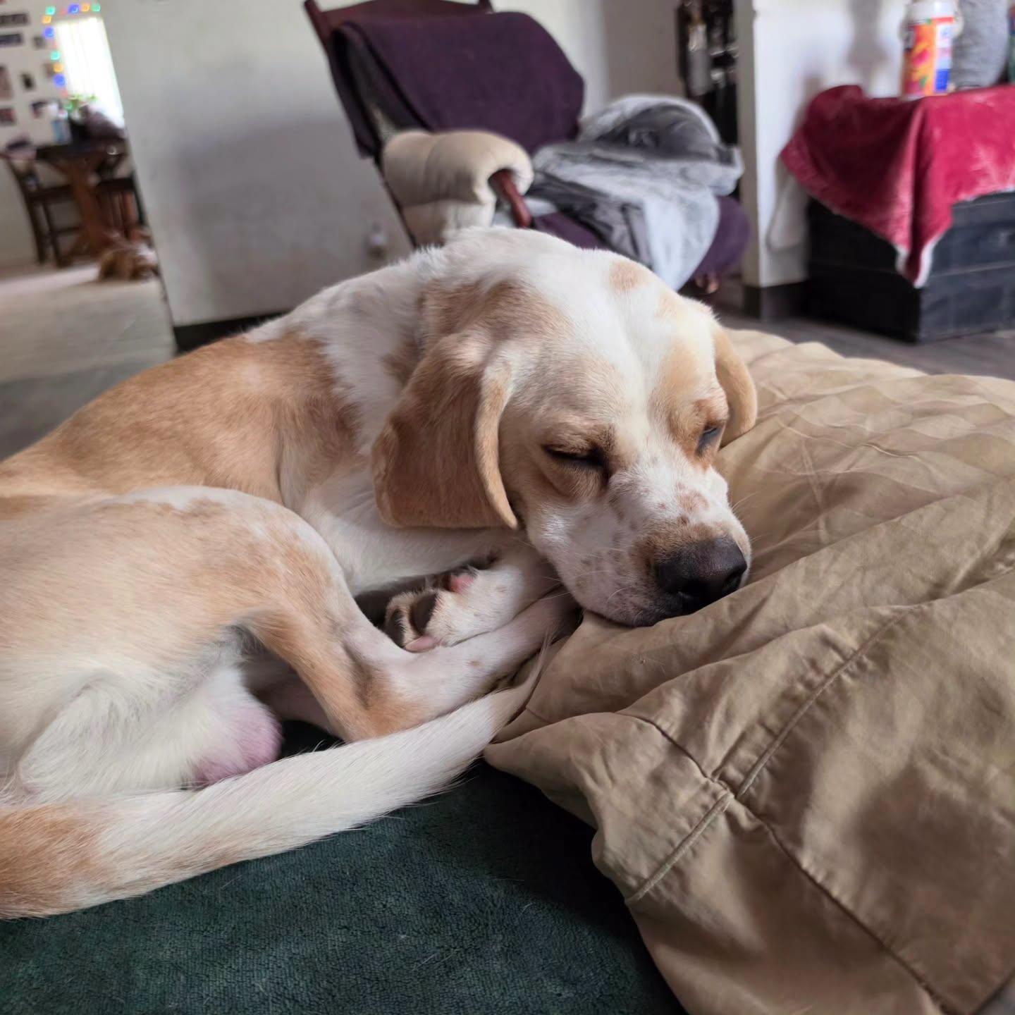 Washington, Adoptable, Young Male Beagle.