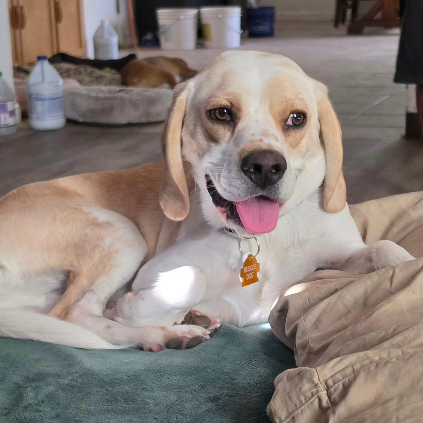 Washington, a Adoptable Beagle in Las Vegas, NV image 2/3