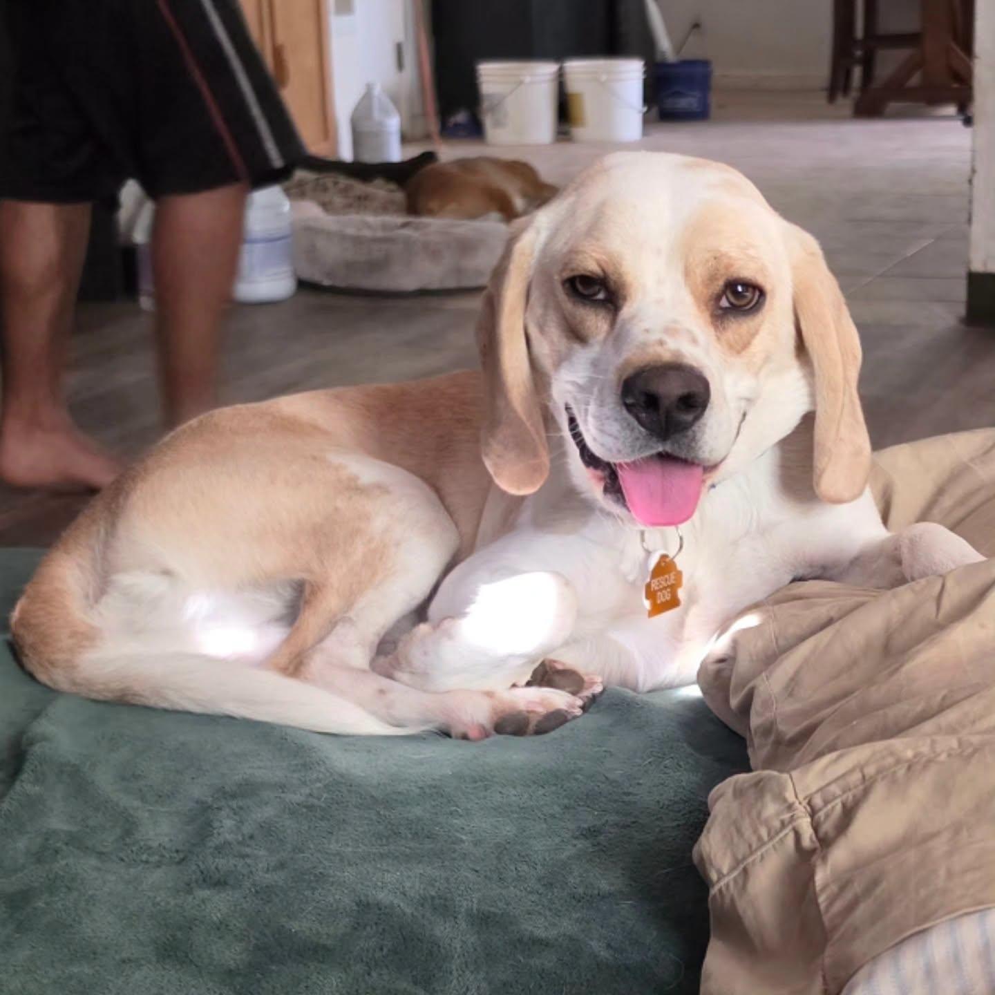Washington, a Adoptable Beagle in Las Vegas, NV image 3/3