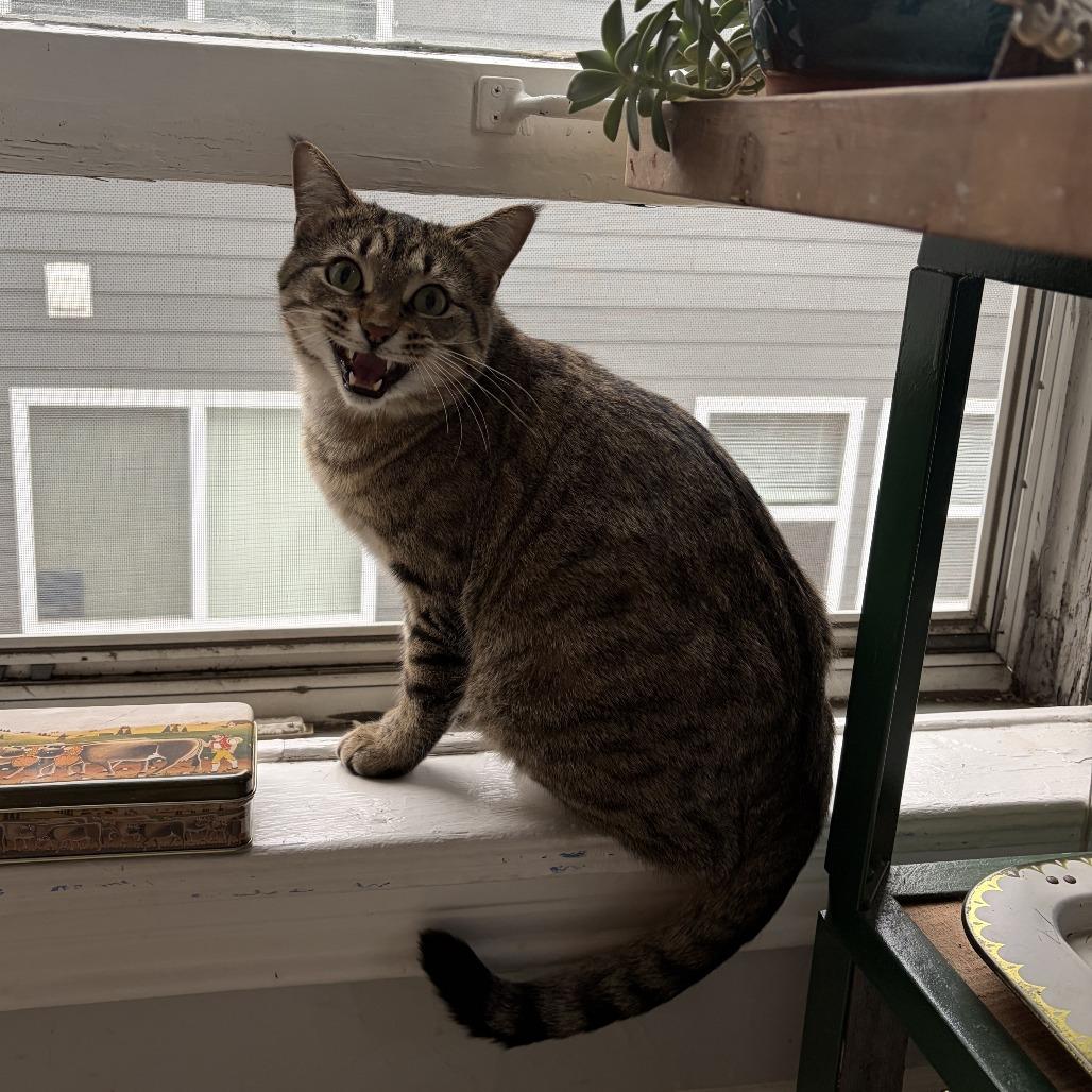 Georgie, Adoptable, Adult Female Domestic Short Hair.