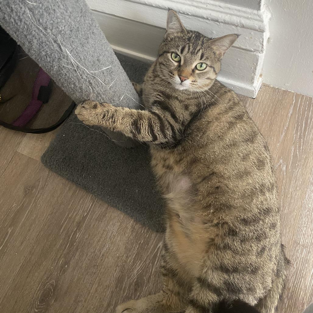 Enlarge Georgie, a Adoptable Domestic Short Hair in St. Paul, MN image 2/6