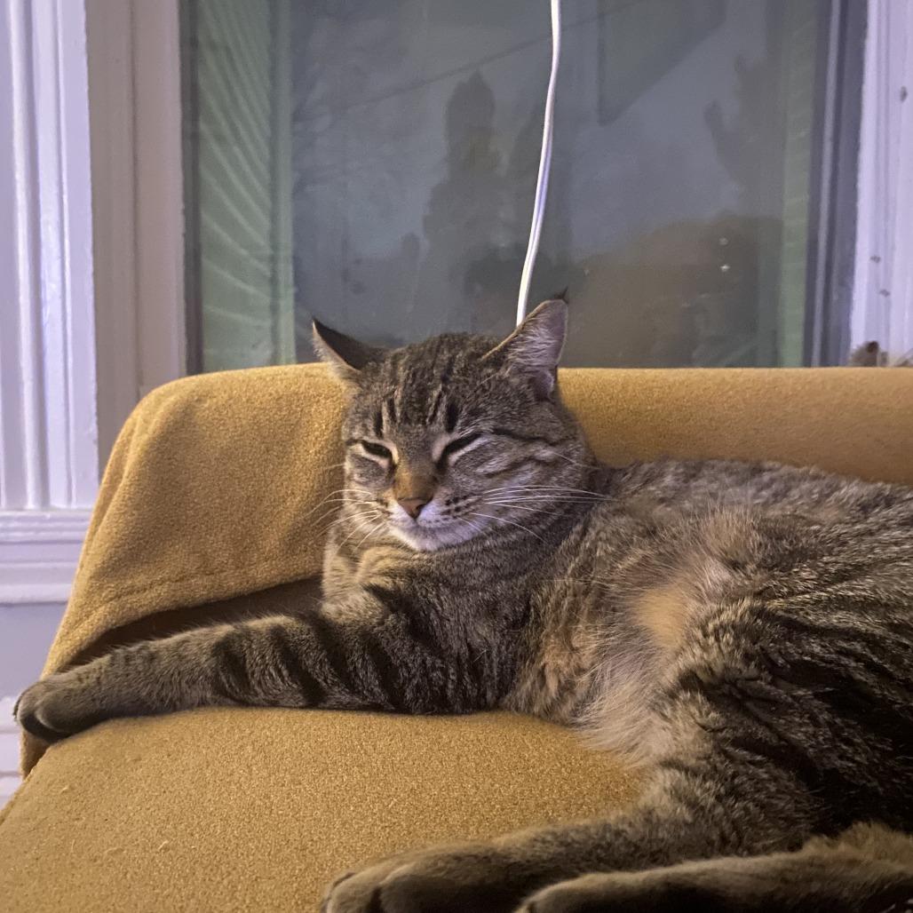 Enlarge Georgie, a Adoptable Domestic Short Hair in St. Paul, MN image 3/6