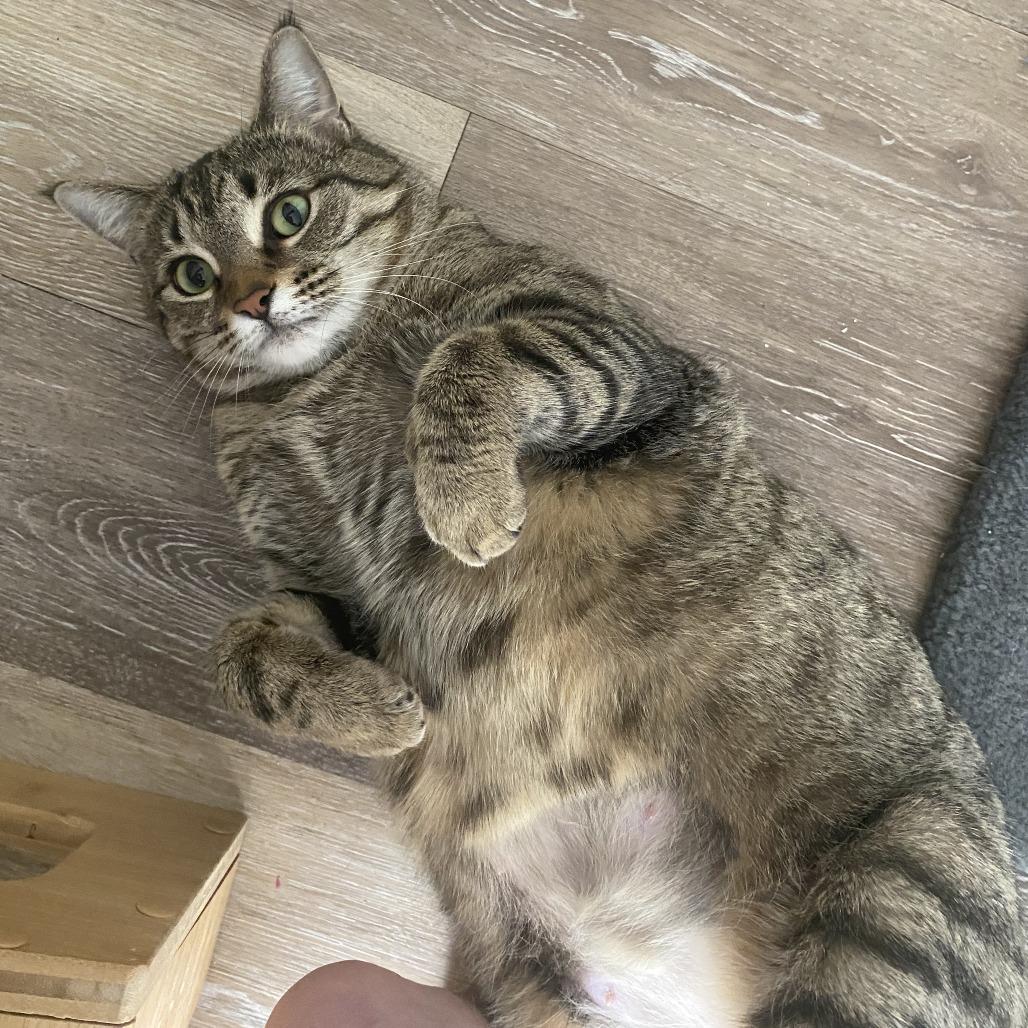 Enlarge Georgie, a Adoptable Domestic Short Hair in St. Paul, MN image 4/6